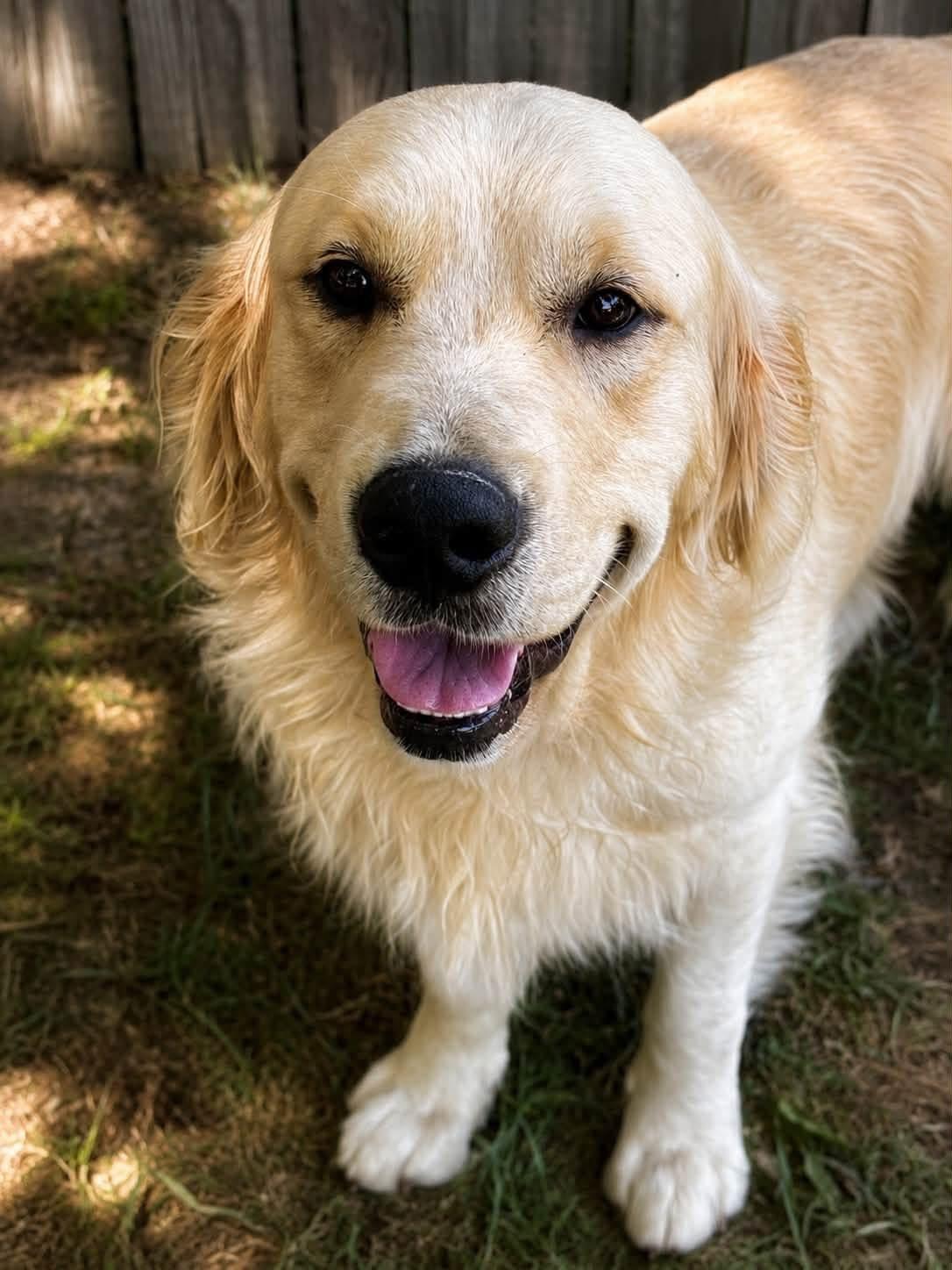 Boomer, an adopted Golden Retriever in Mendham, NJ image 3/3