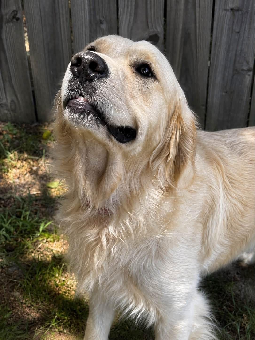 Boomer, an adopted Golden Retriever in Mendham, NJ image 2/3