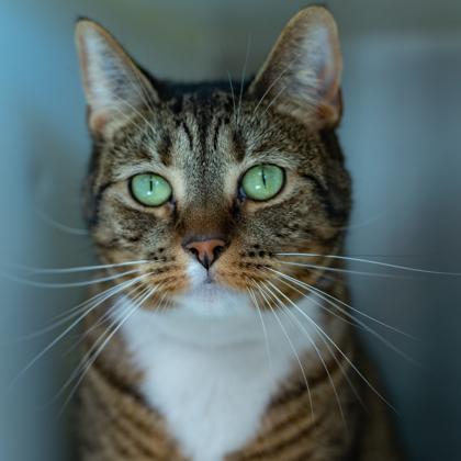 Enlarge Ninja from Maine, a ADOPTABLE mixed breed in Cumberland, ME image 1/2