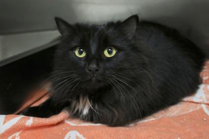 Enlarge Fern, a Adoptable mixed breed in Brunswick, GA image 1/1