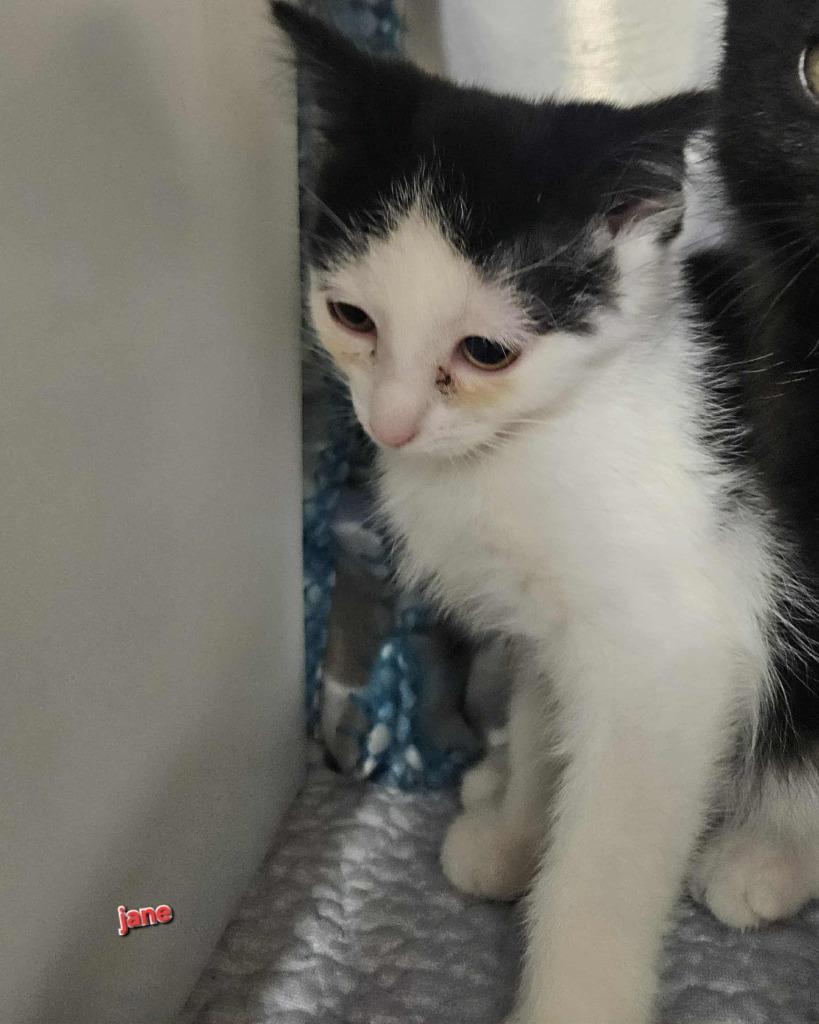 Jane, Adoptable, Kitten Female Domestic Medium Hair.