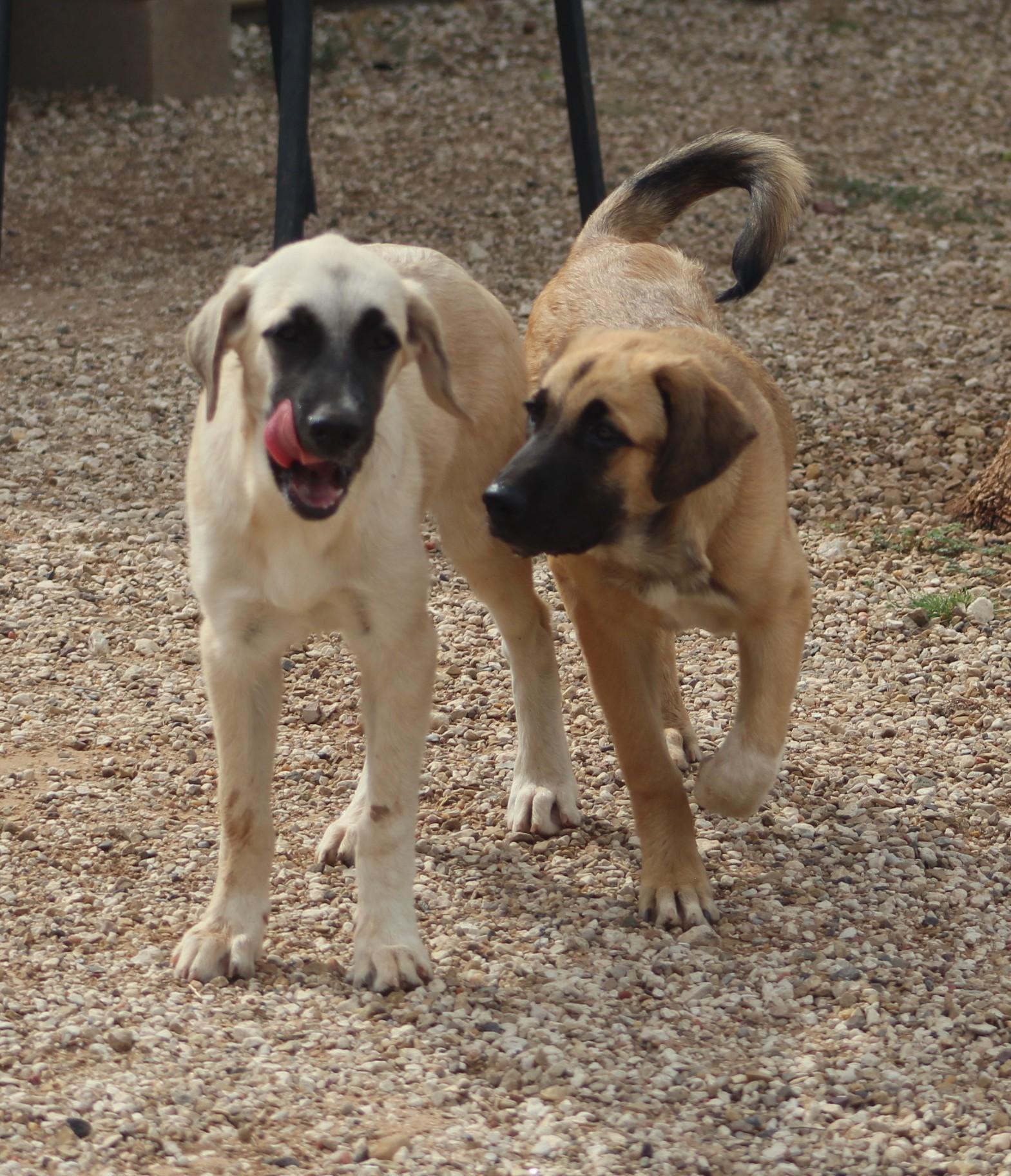 Enlarge Coco, a Adopted mixed breed in Post, TX image 6/6