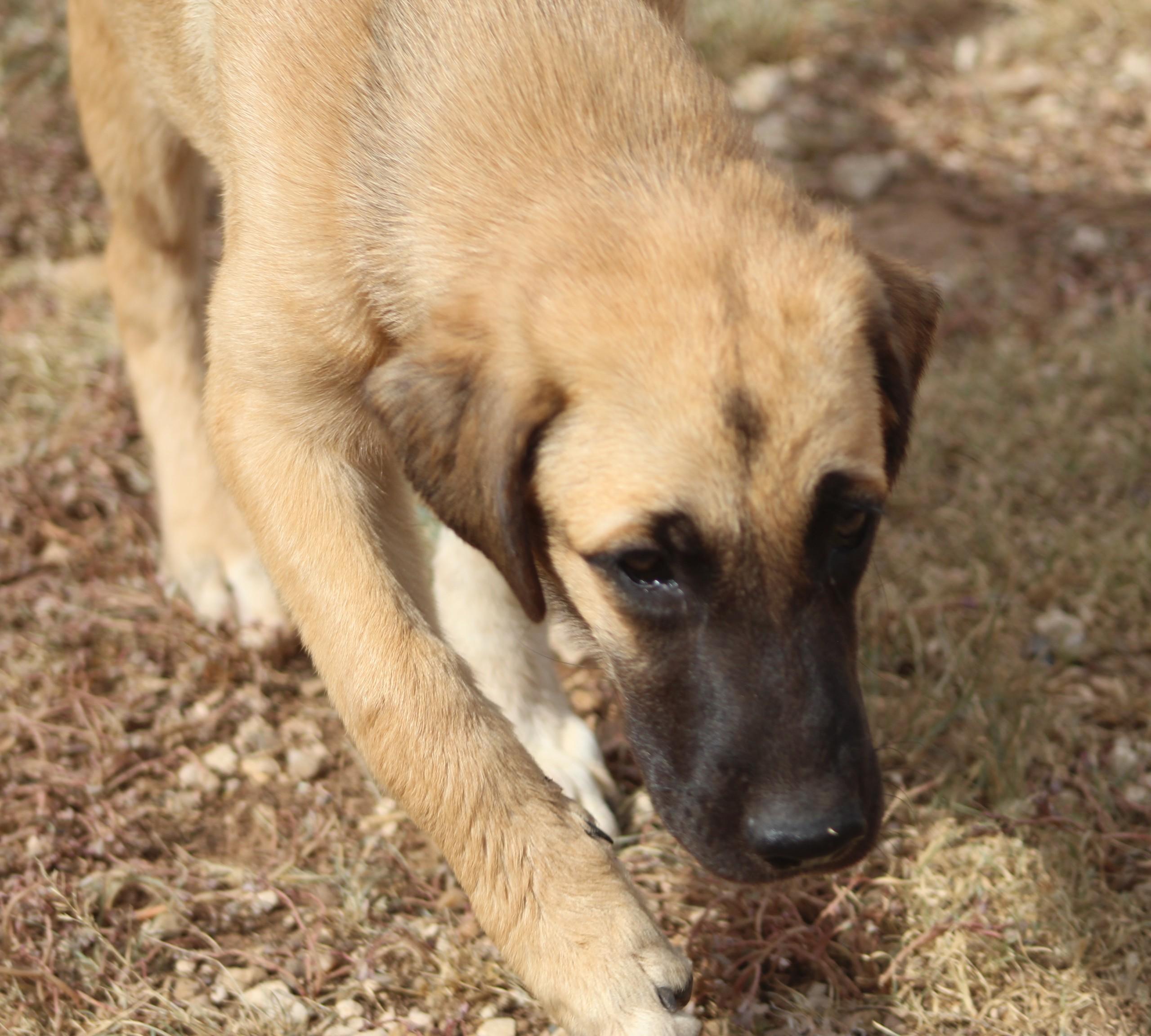 Enlarge Coco, a Adopted mixed breed in Post, TX image 2/6