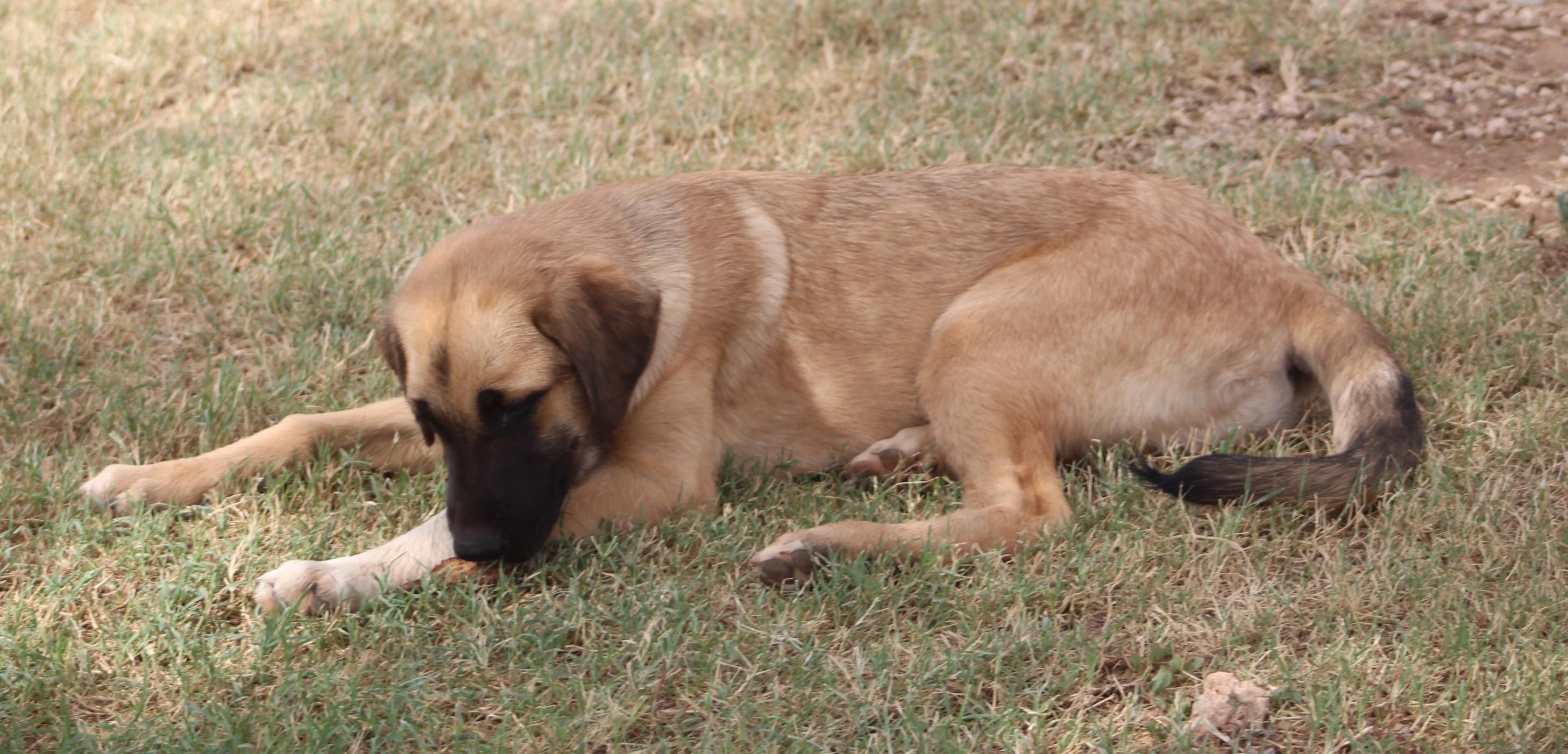 Enlarge Coco, a Adopted mixed breed in Post, TX image 3/6