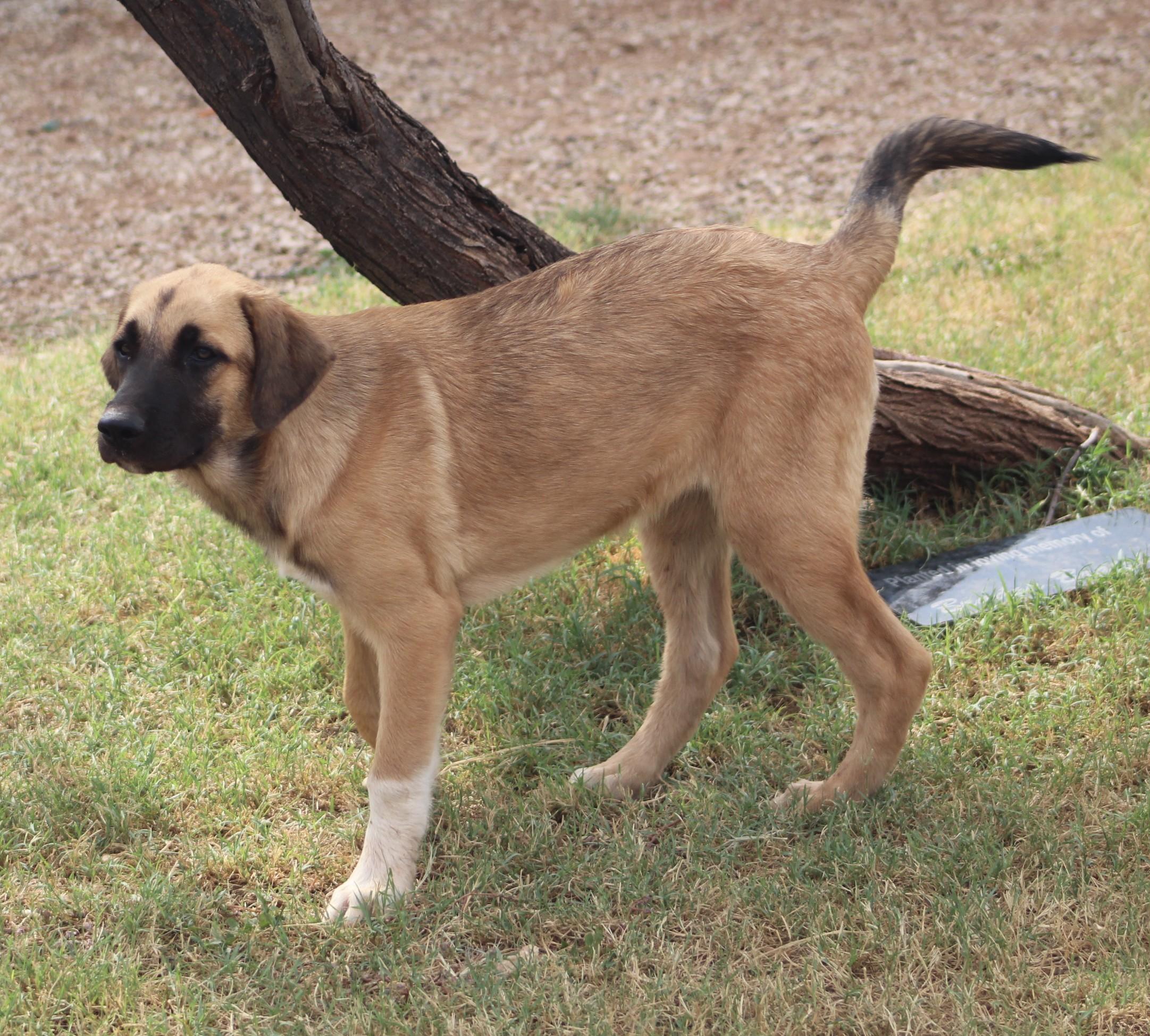 Enlarge Coco, a Adopted mixed breed in Post, TX image 1/6