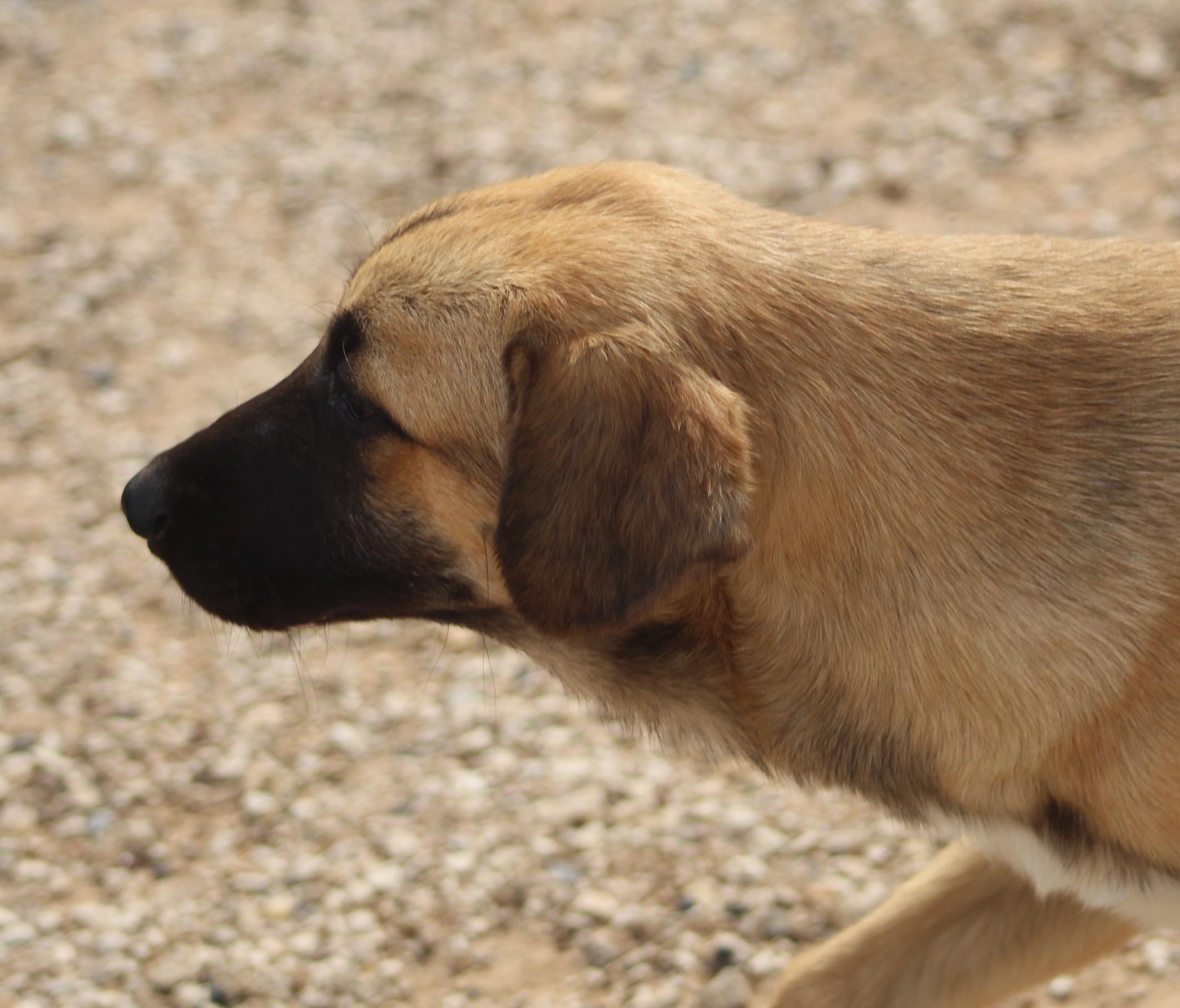 Enlarge Coco, a Adopted mixed breed in Post, TX image 4/6