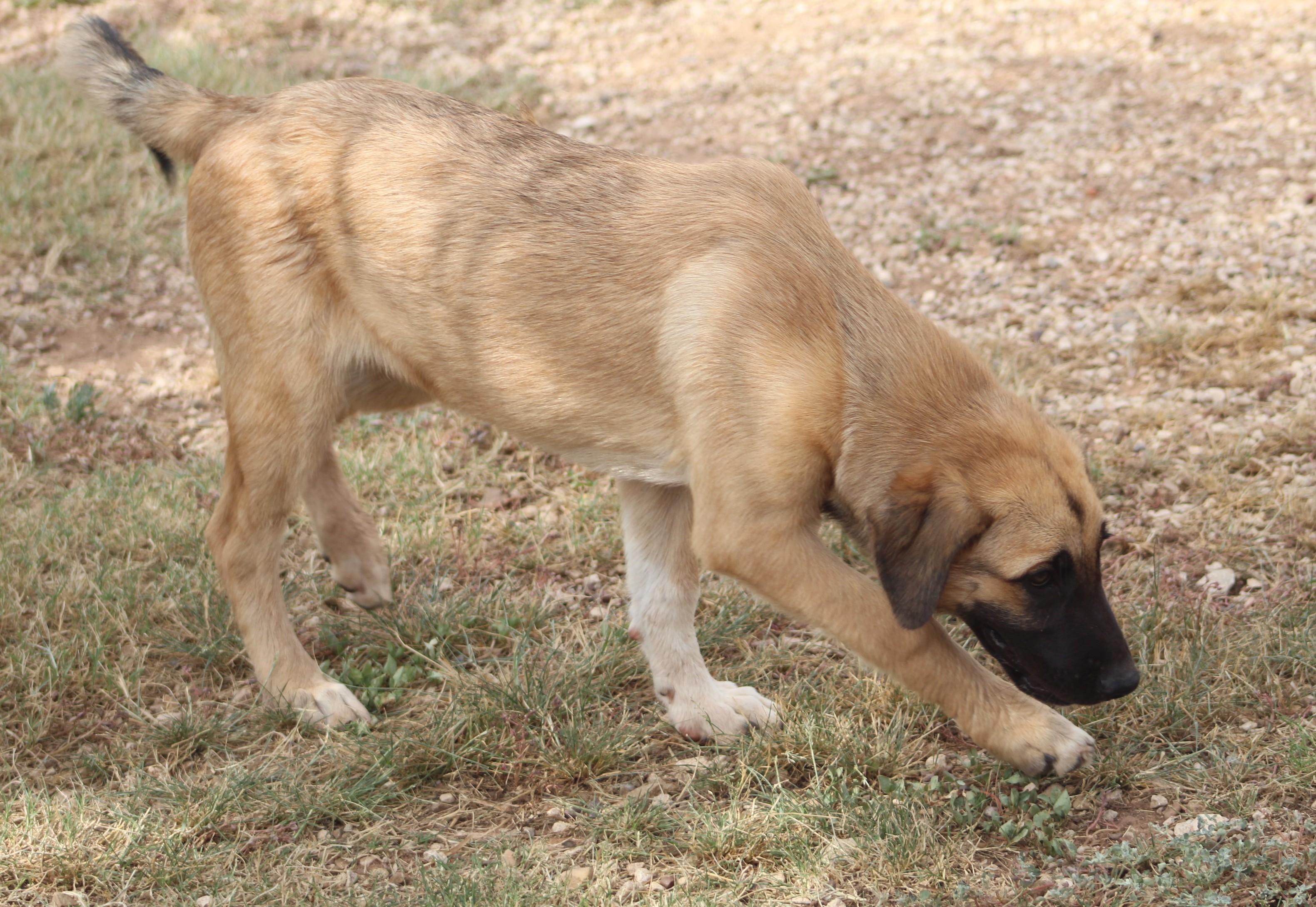Enlarge Coco, a Adopted mixed breed in Post, TX image 5/6