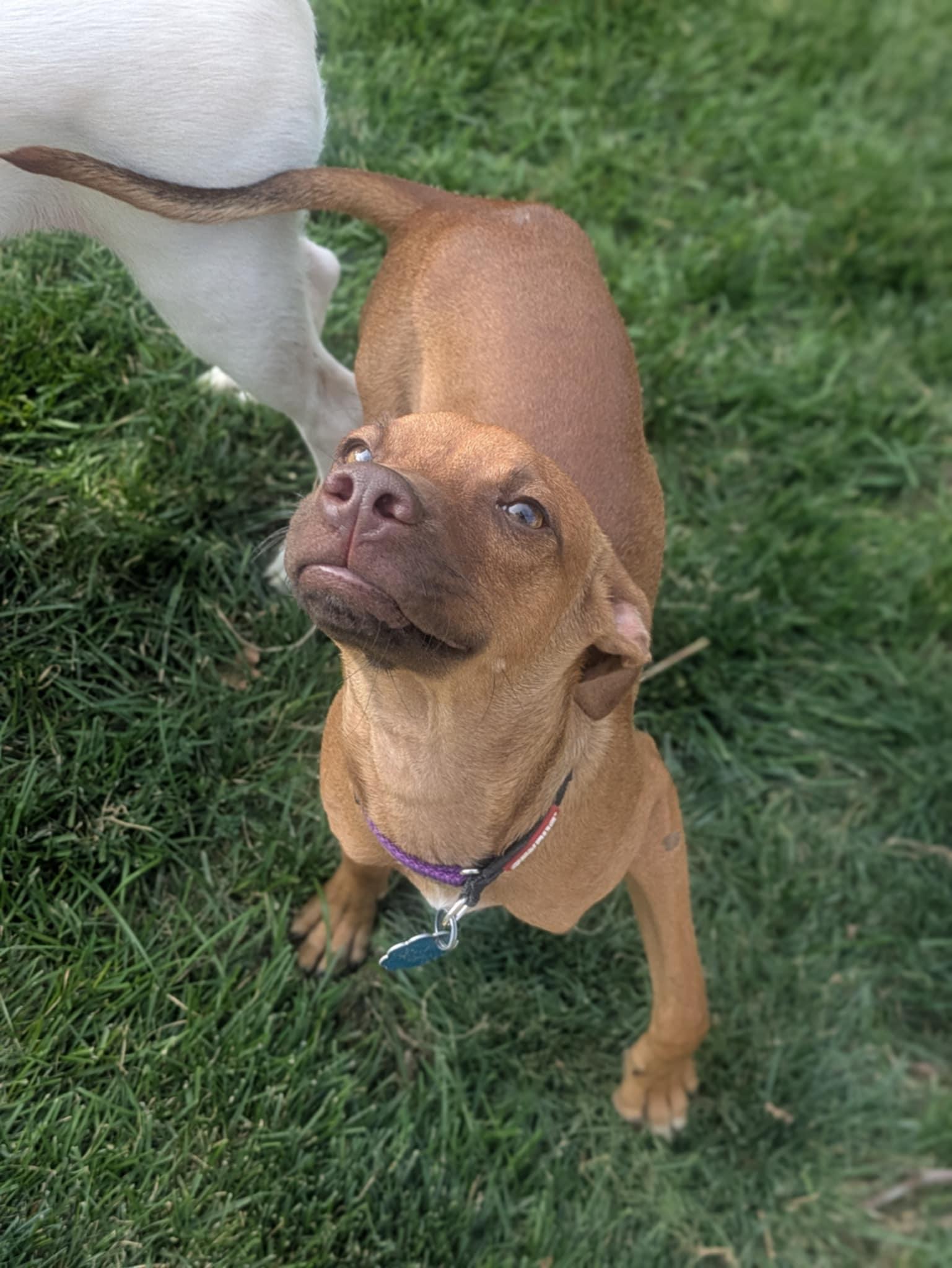 Timmy, an adoptable Chihuahua in Boise, ID, 83704 | Photo Image 3