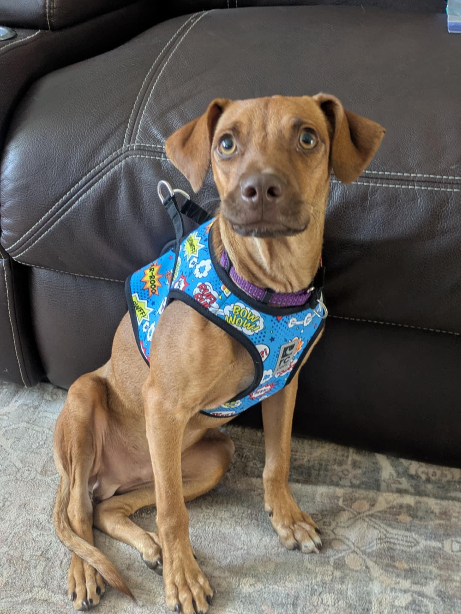 Timmy, an adoptable Chihuahua in Boise, ID, 83704 | Photo Image 4