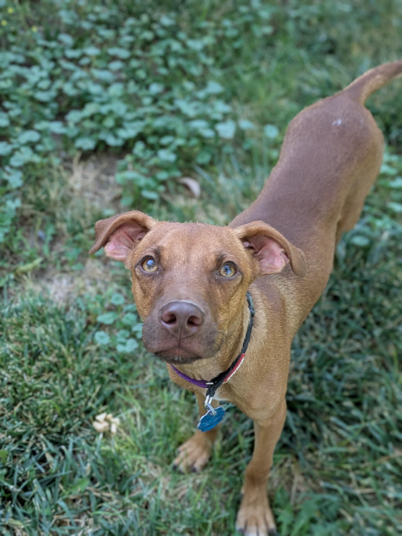 Timmy, an adoptable Chihuahua in Boise, ID, 83704 | Photo Image 2