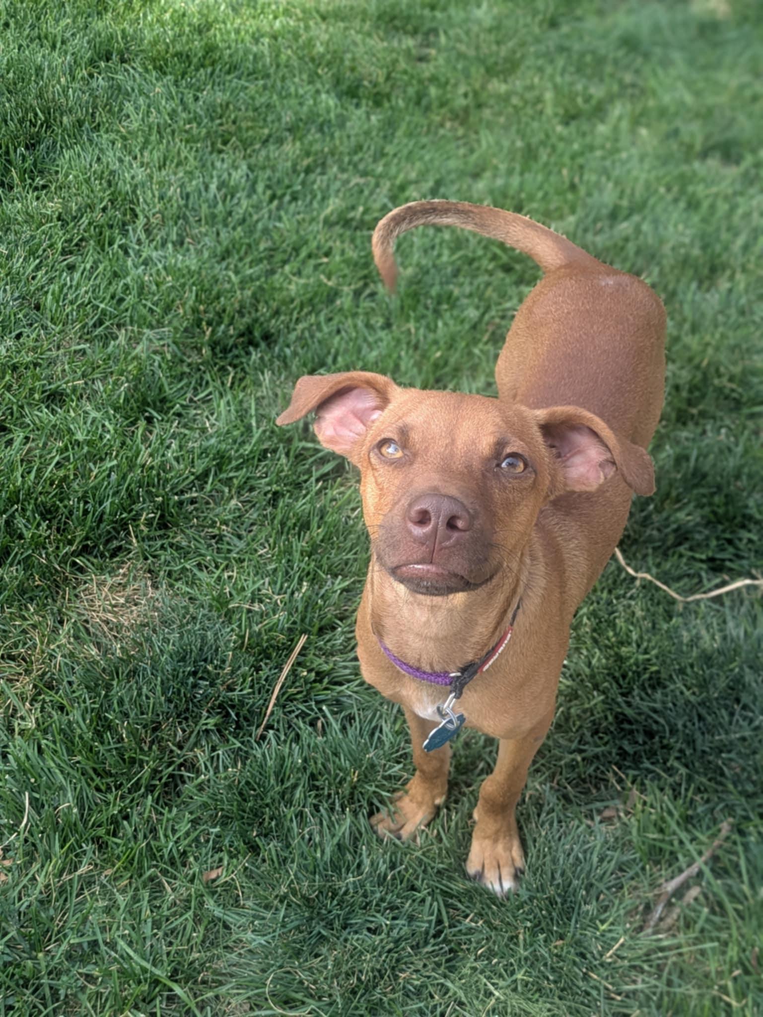 Timmy, an adoptable Chihuahua in Boise, ID, 83704 | Photo Image 5
