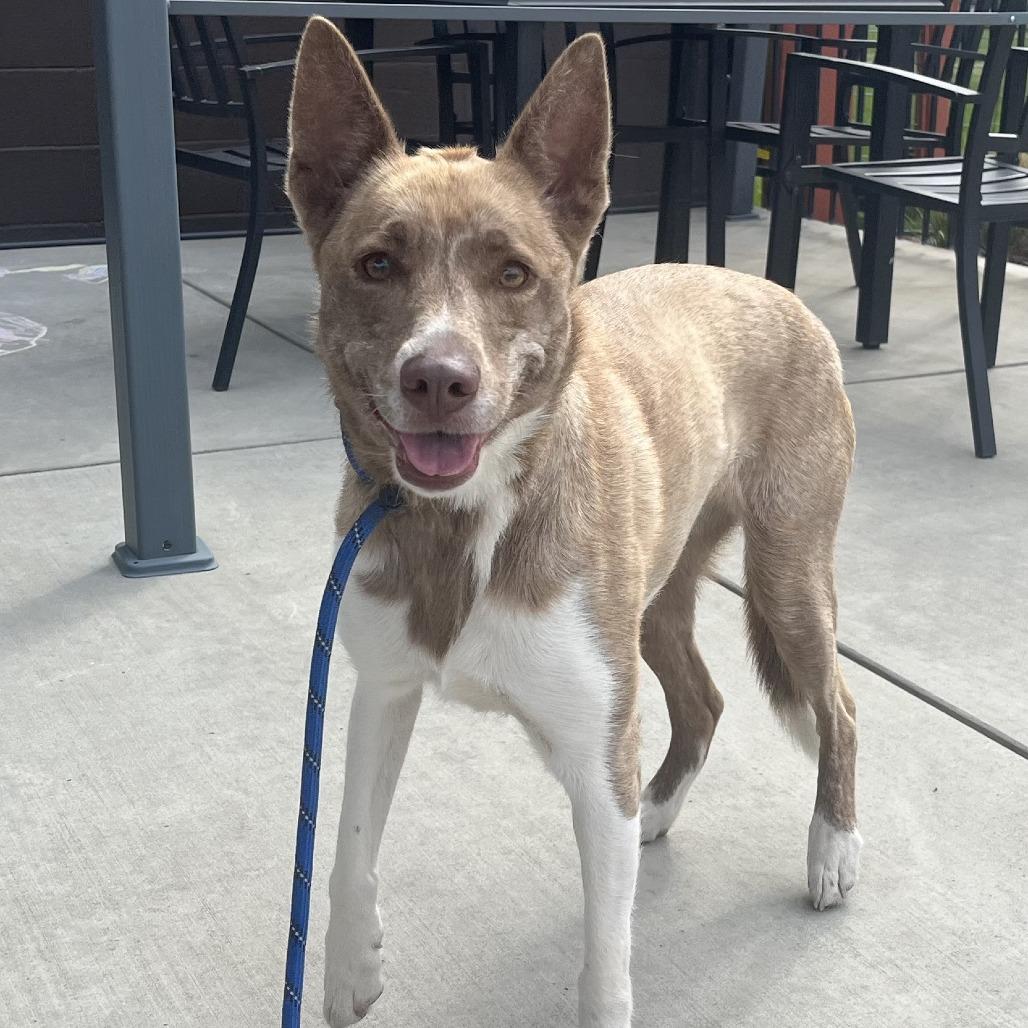 Enlarge Lilly, a Adoptable mixed breed in Spokane, WA image 1/1