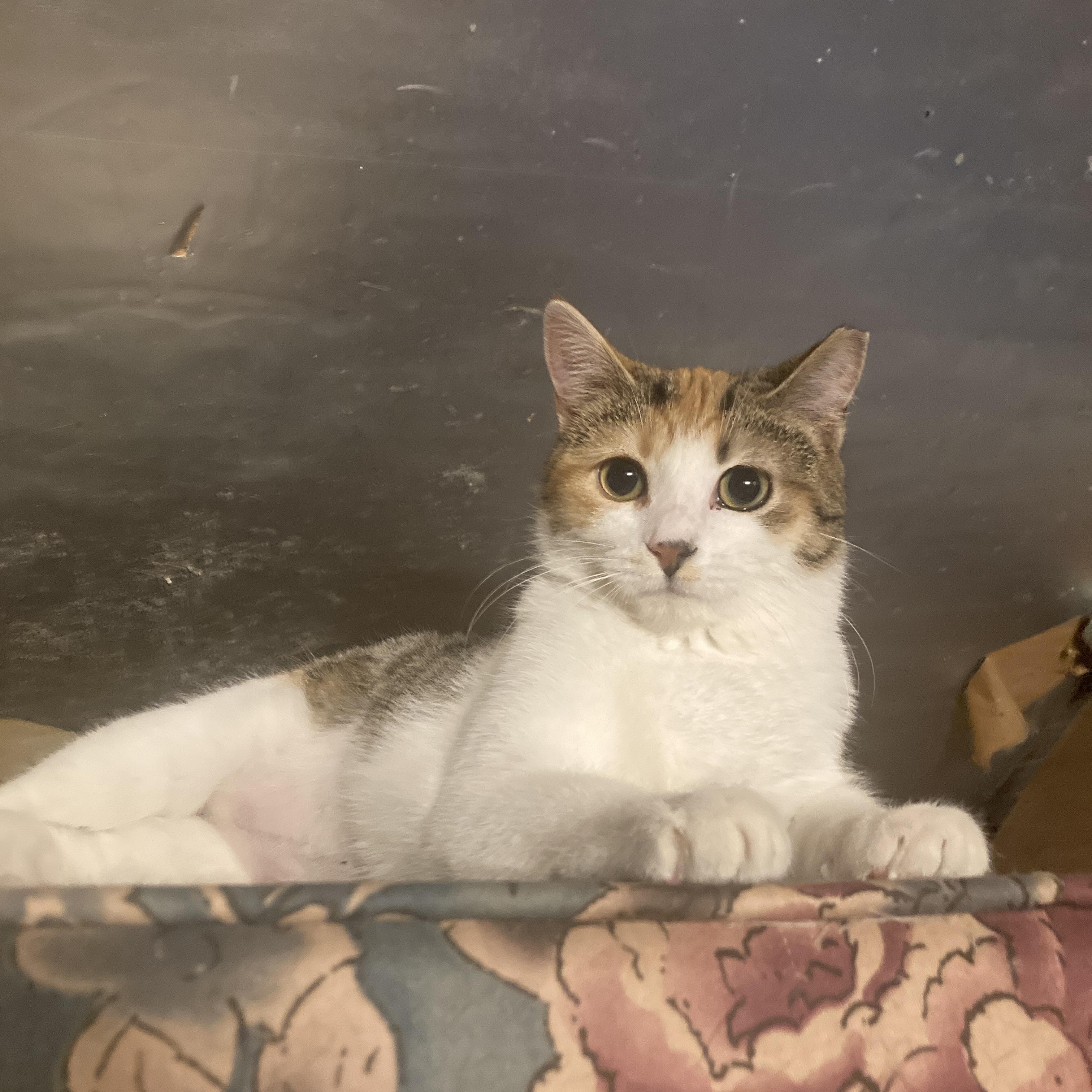 Cali, a Adoptable mixed breed in Annapolis, MD image 2/5