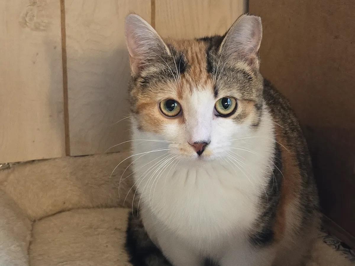 Enlarge Cali, a Adoptable mixed breed in Annapolis, MD image 1/5