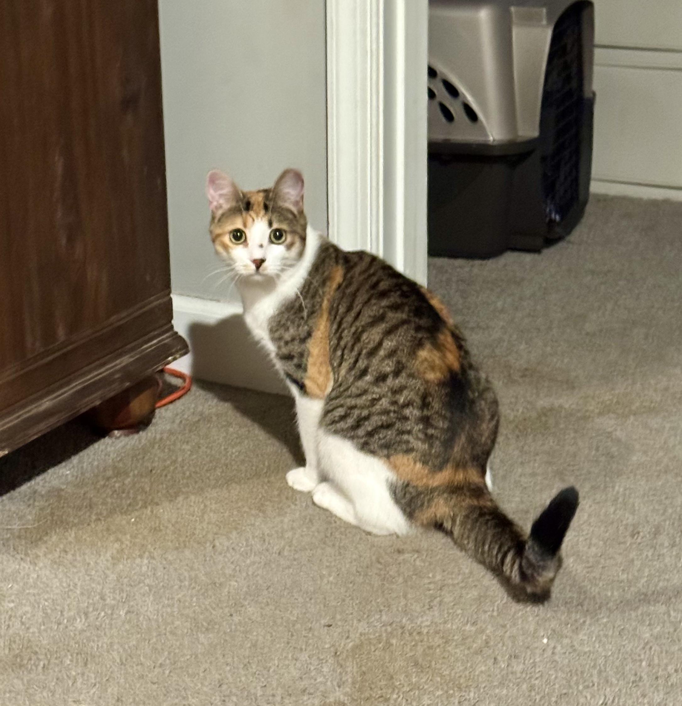 Cali, Adoptable, Young Female Domestic Short Hair & Calico.