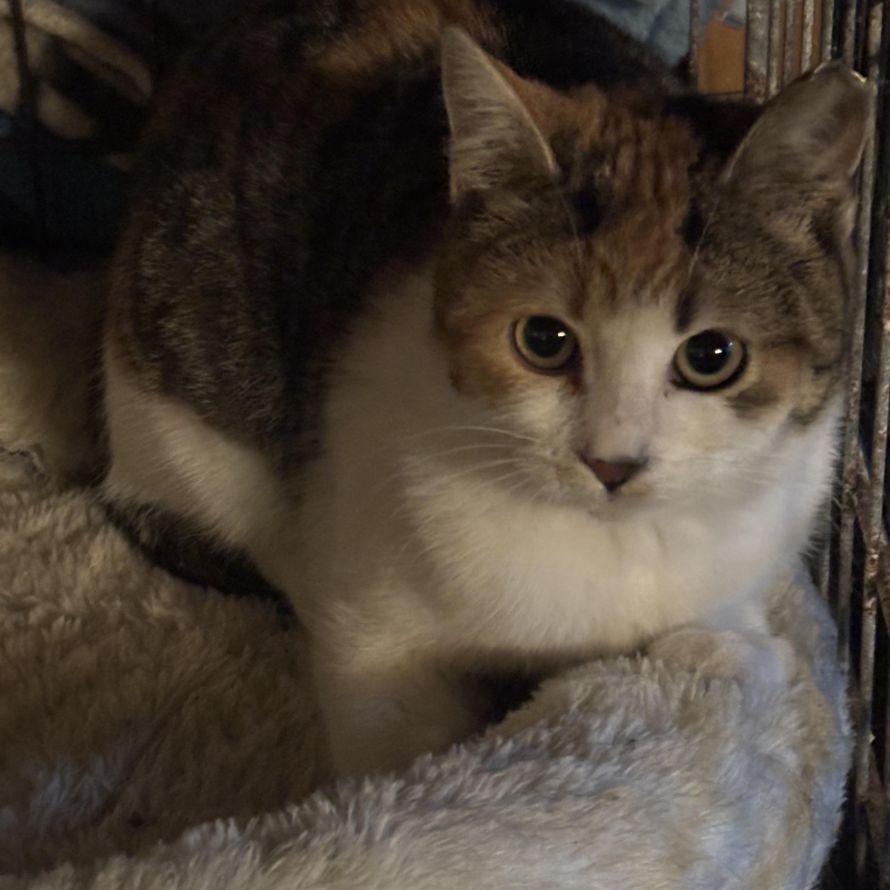 Cali, a Adoptable mixed breed in Annapolis, MD image 3/5