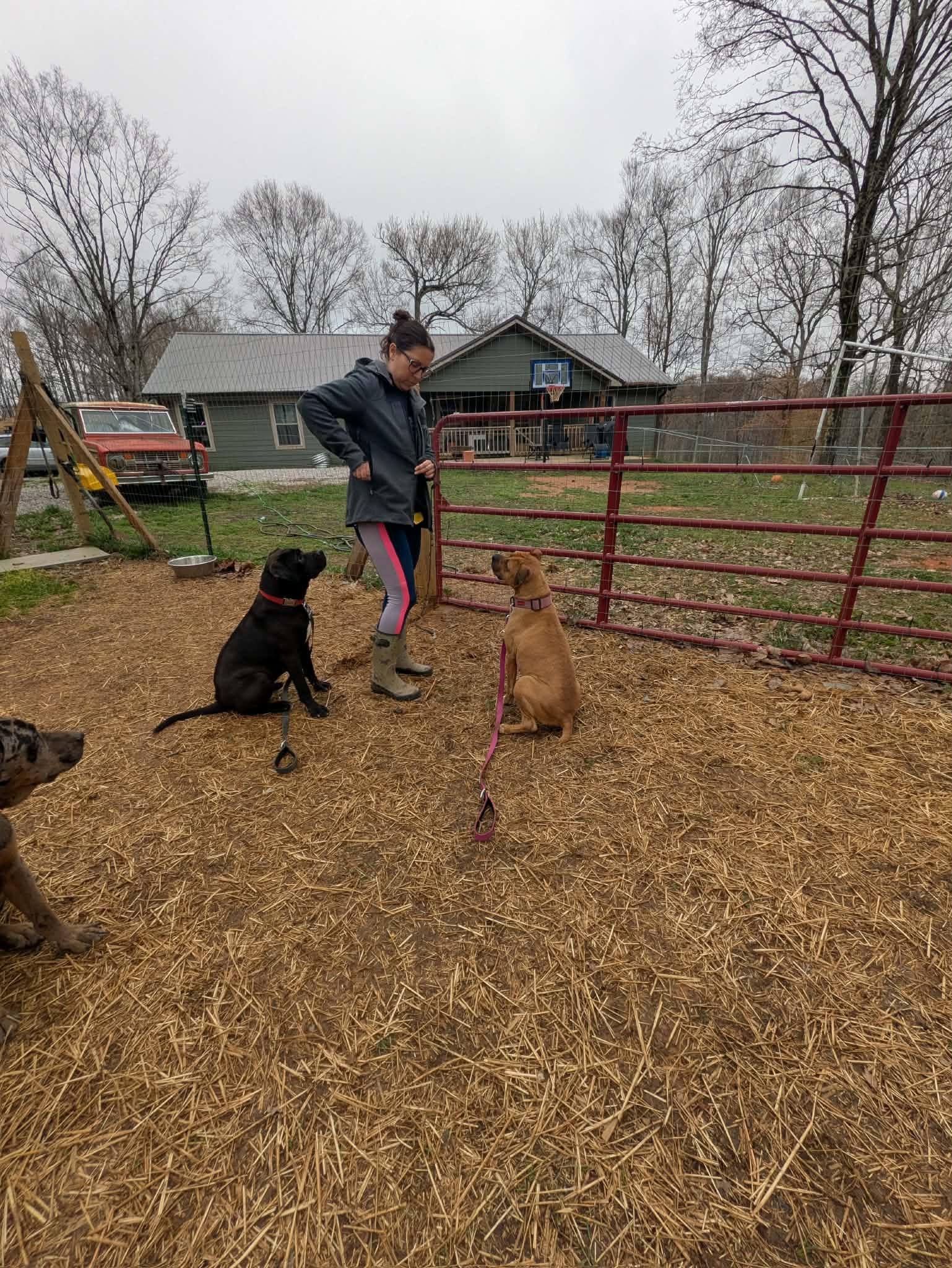 Enlarge Rachel, an adopted mixed breed in Hilham, TN image 5/5