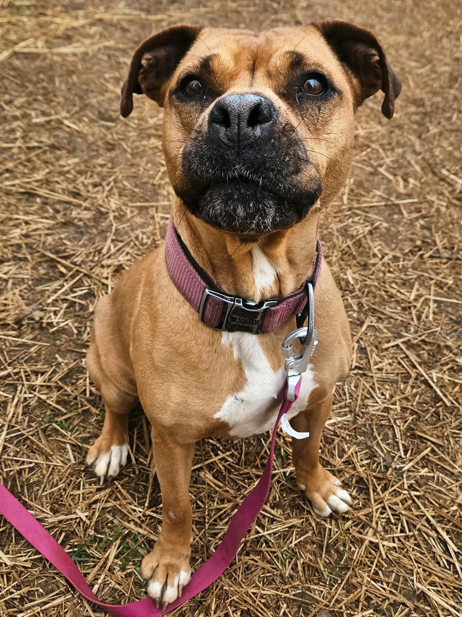 Rachel, adopted, Senior Female Boxer.