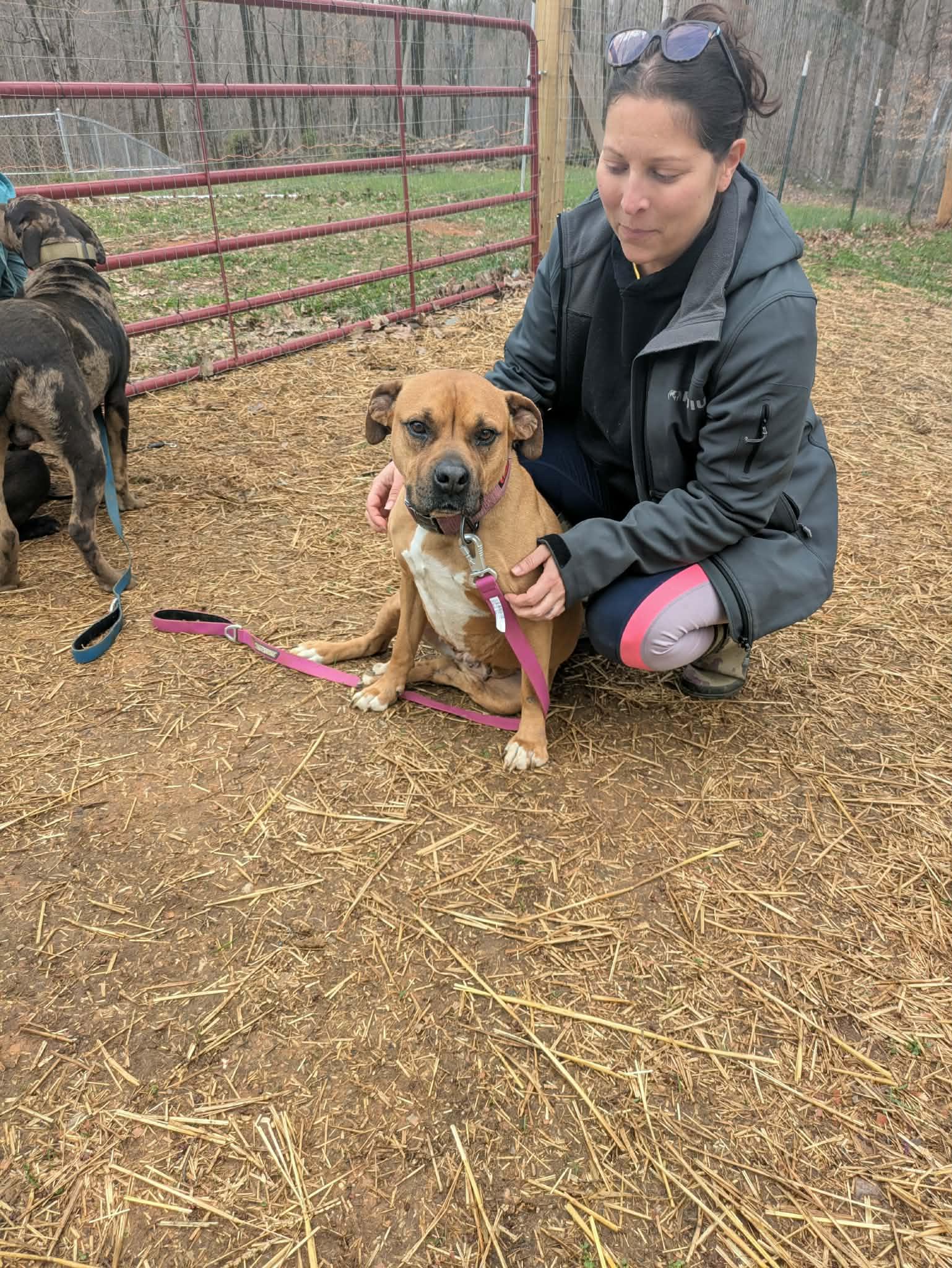 Enlarge Rachel, an adopted mixed breed in Hilham, TN image 3/5