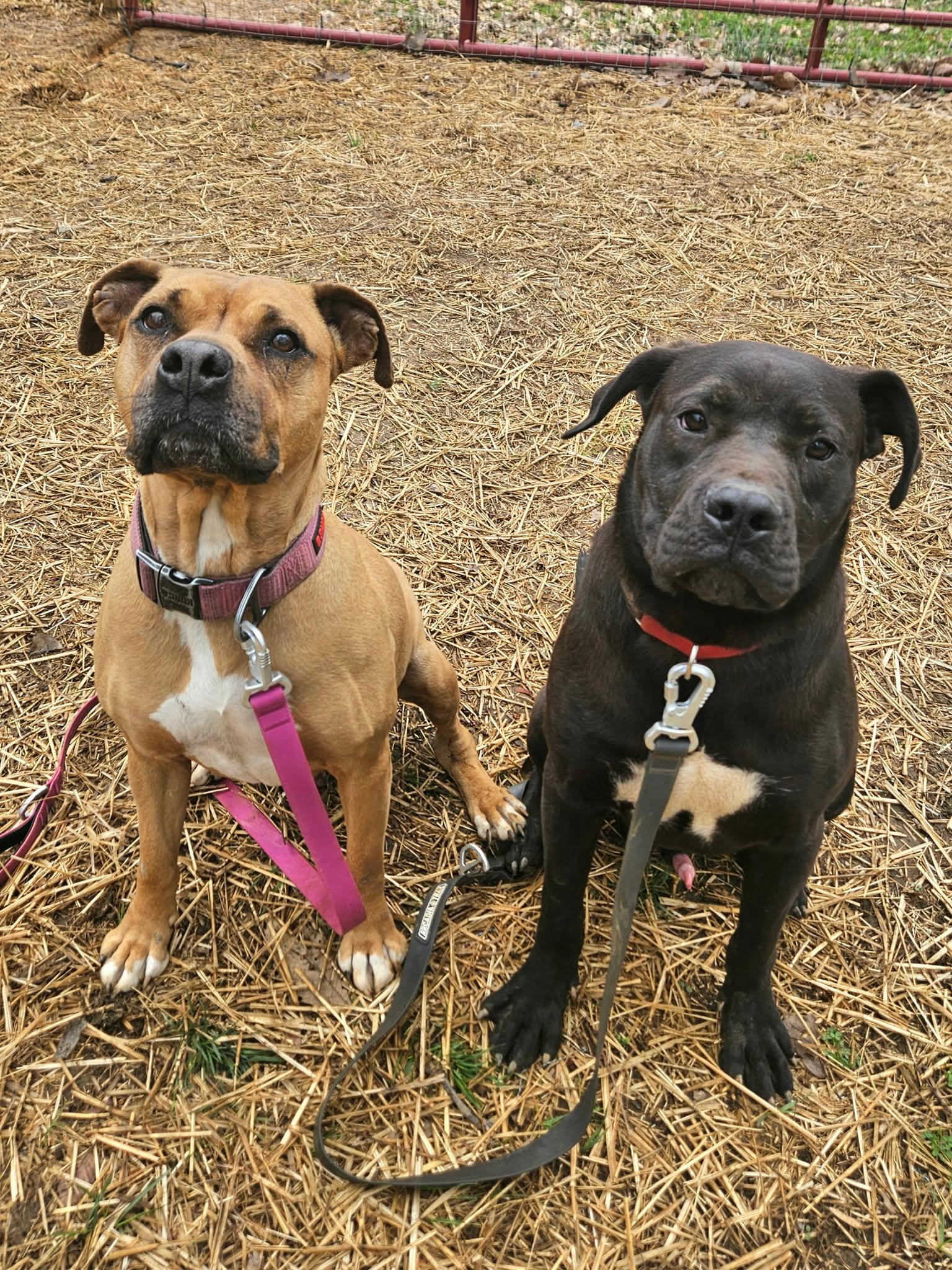 Enlarge Rachel, an adopted mixed breed in Hilham, TN image 4/5