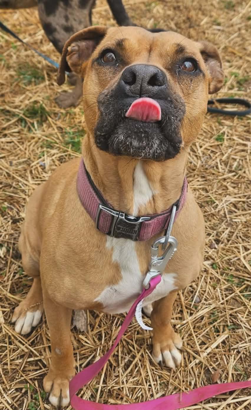 Enlarge Rachel, an adopted mixed breed in Hilham, TN image 2/5