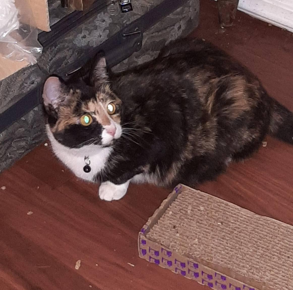 Theo and Rhea (Courtesy Post), a Adoptable Domestic Short Hair in Monroe, OH image 2/2