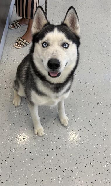 Enlarge SKY, a Adoptable Siberian Husky in Forney, TX image 1/1