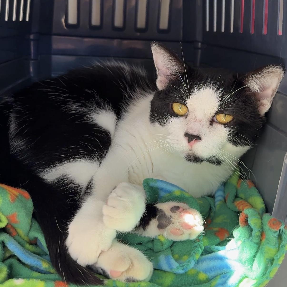 Inkblot, Adoptable, Adult Male Domestic Short Hair.