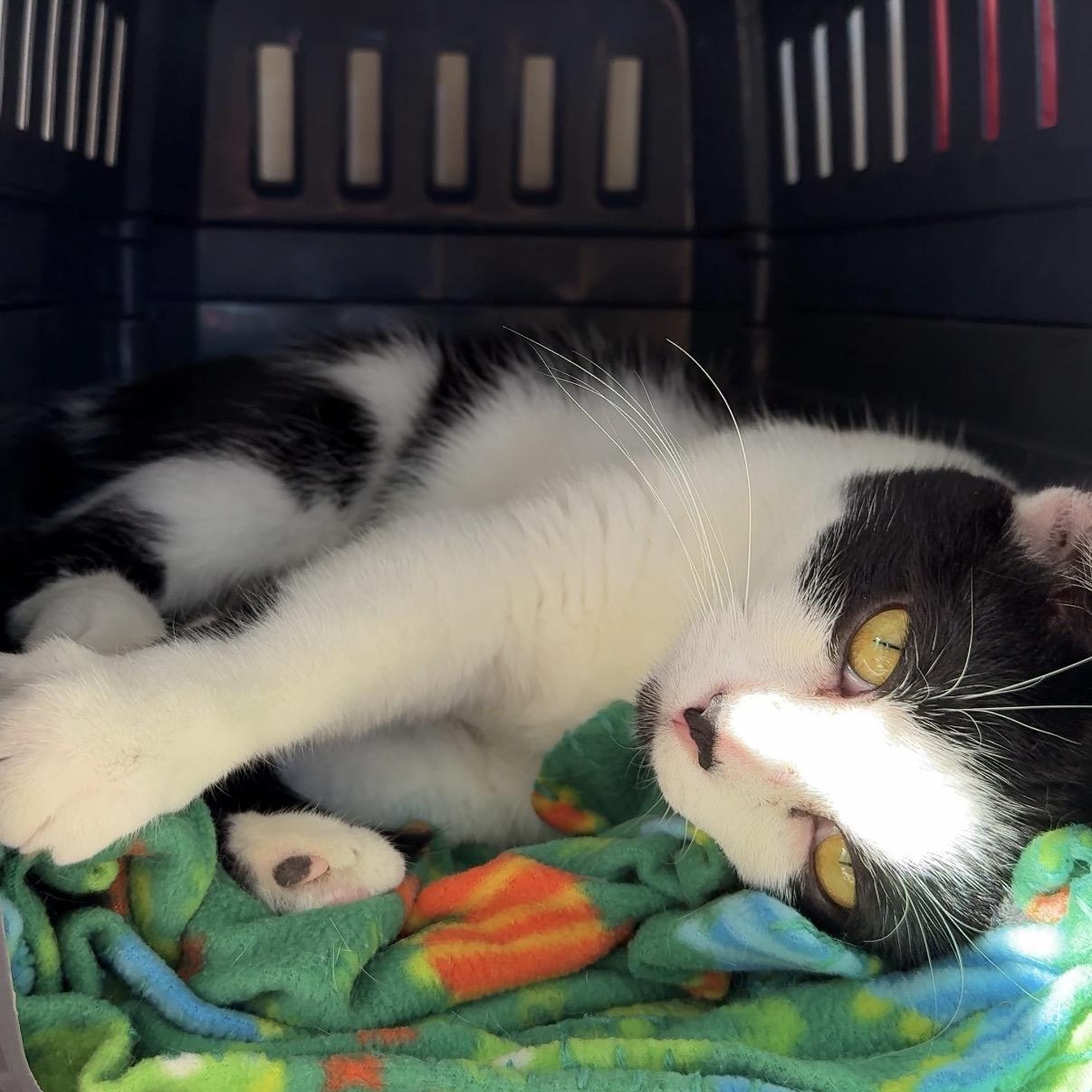 Enlarge Inkblot, a Adoptable Domestic Short Hair in Oconto, WI image 3/3