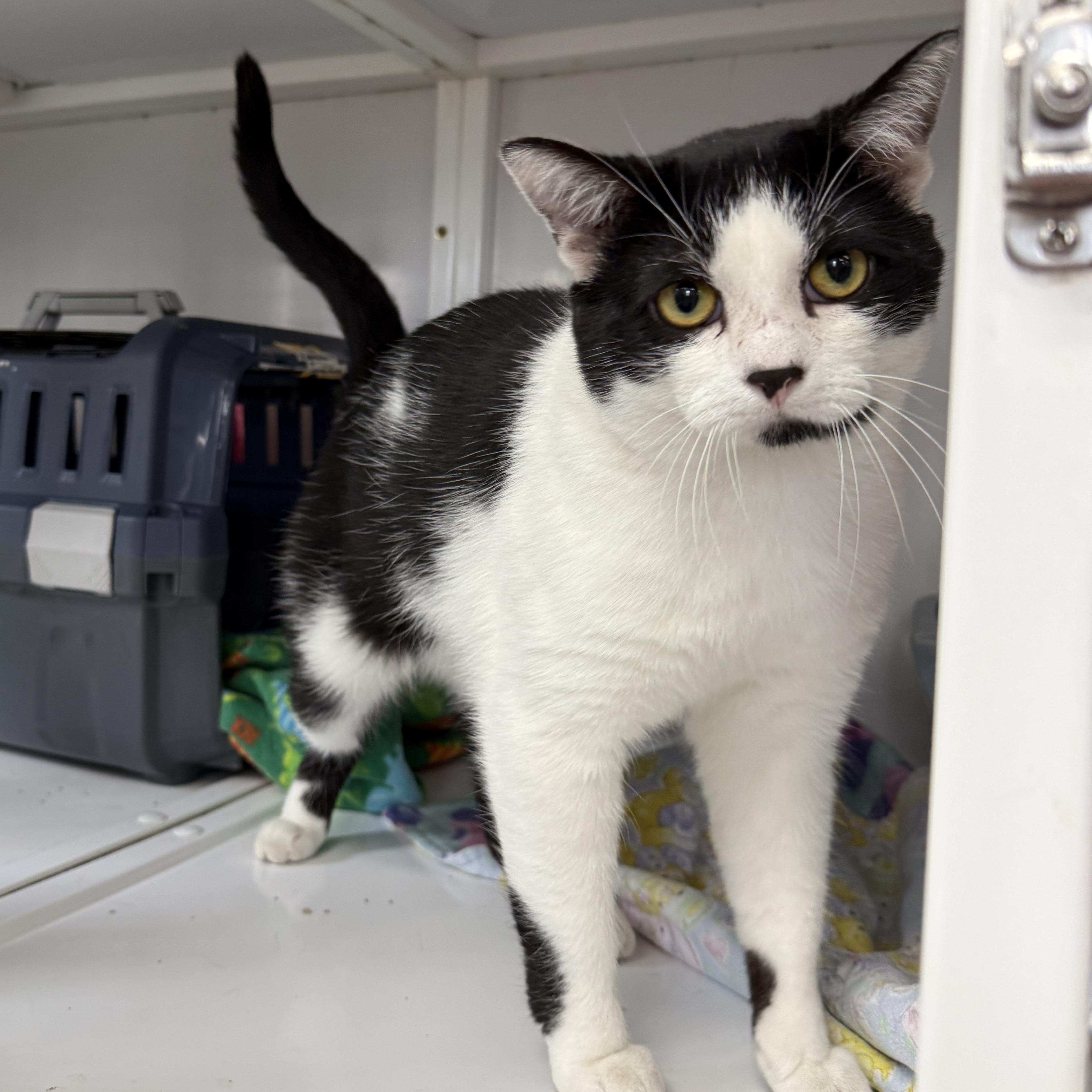Enlarge Inkblot, a Adoptable Domestic Short Hair in Oconto, WI image 2/3