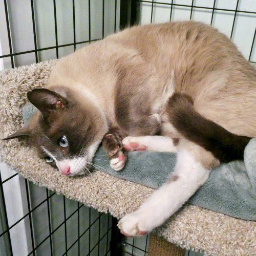 Sassy, Adoptable, Adult Female Siamese & Snowshoe.
