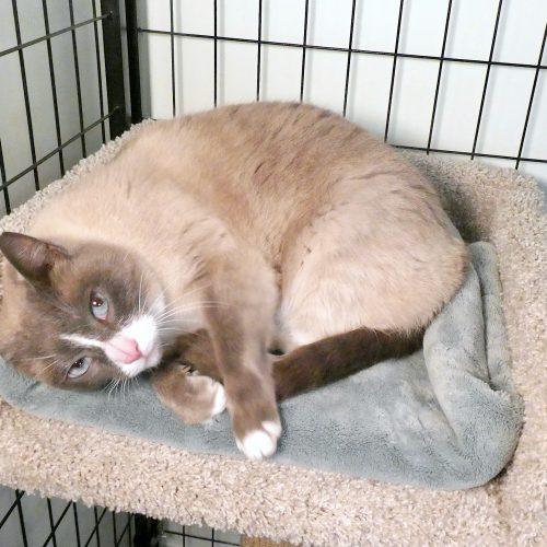 Enlarge Sassy, a Adoptable mixed breed in Vashon Island, WA image 2/3