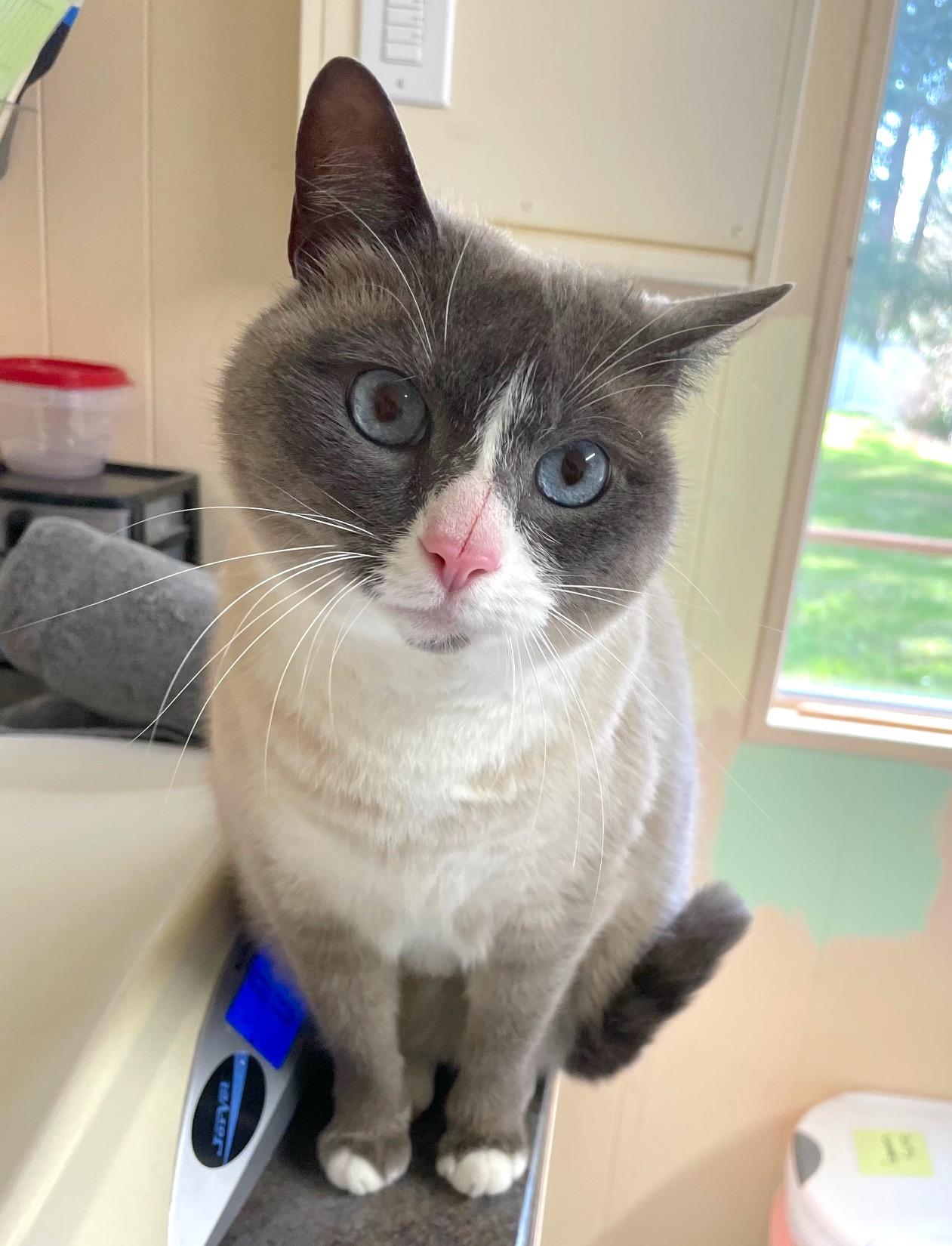 Enlarge Sassy, a Adoptable mixed breed in Vashon Island, WA image 3/3