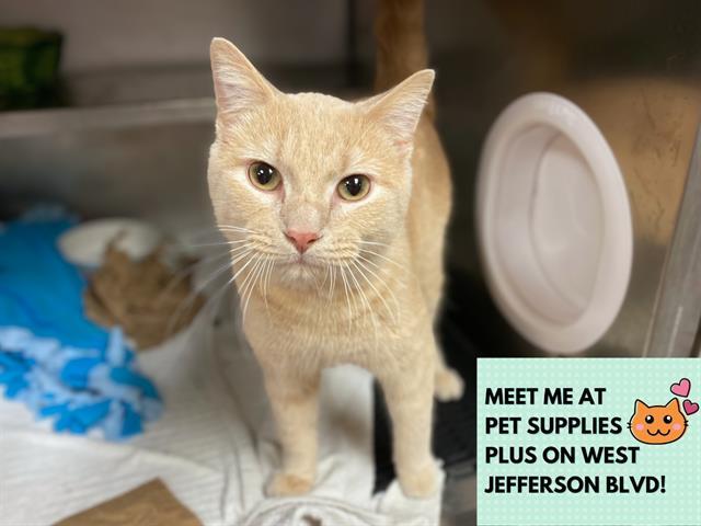 FLYNN, Adoptable, Adult Male Domestic Short Hair.