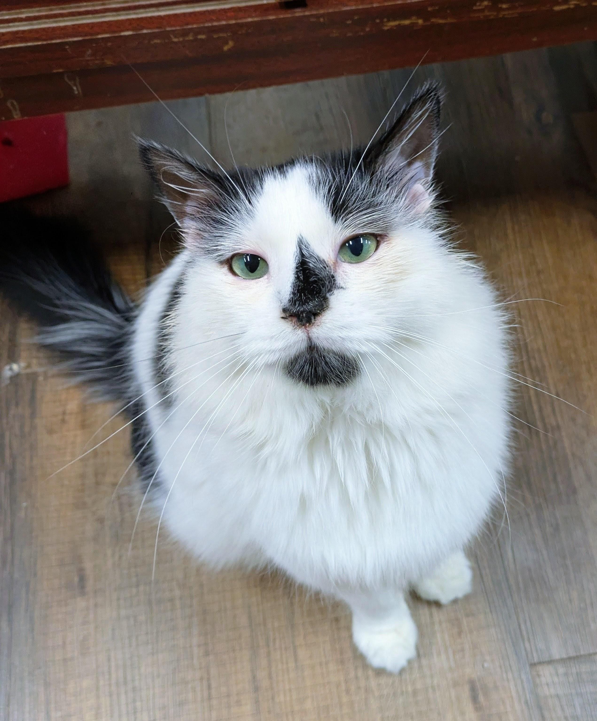 Sheetz, ADOPTABLE, Adult Male Domestic Medium Hair.