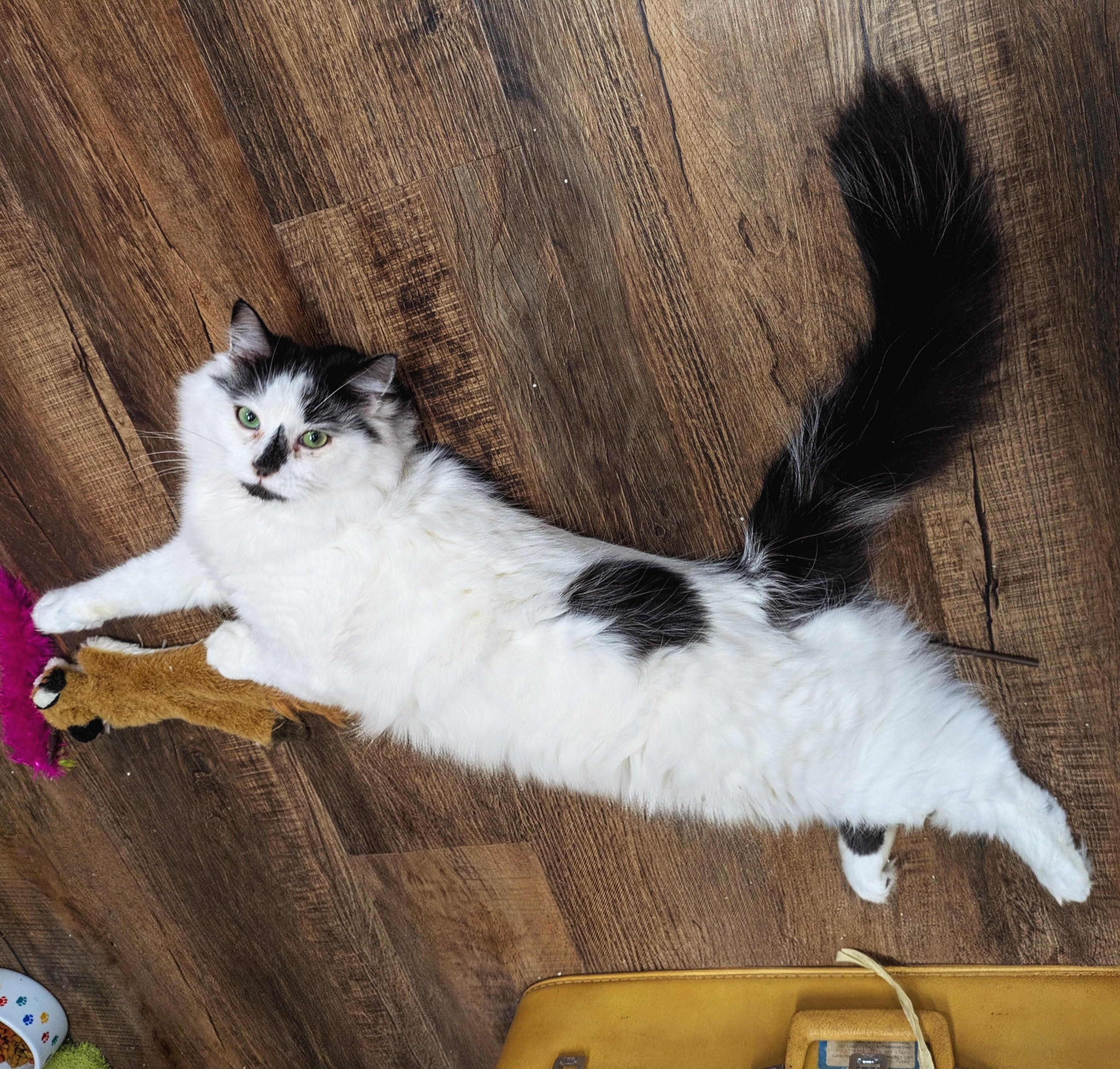 Enlarge Sheetz, a ADOPTABLE mixed breed in Frederick, MD image 3/3