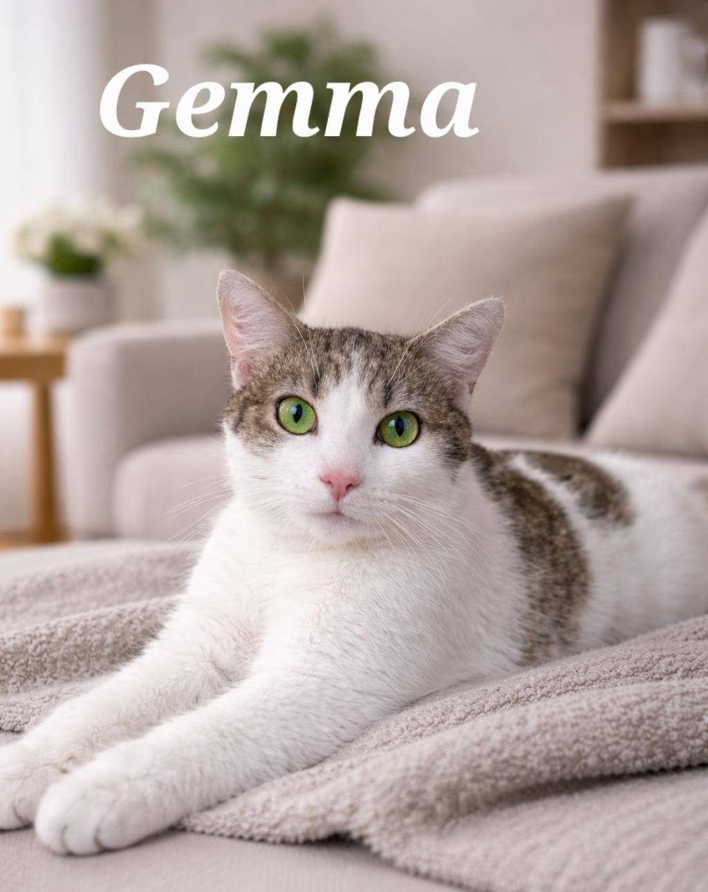 Enlarge Gemma, a Adoptable Domestic Short Hair in Monroeville, PA image 1/1