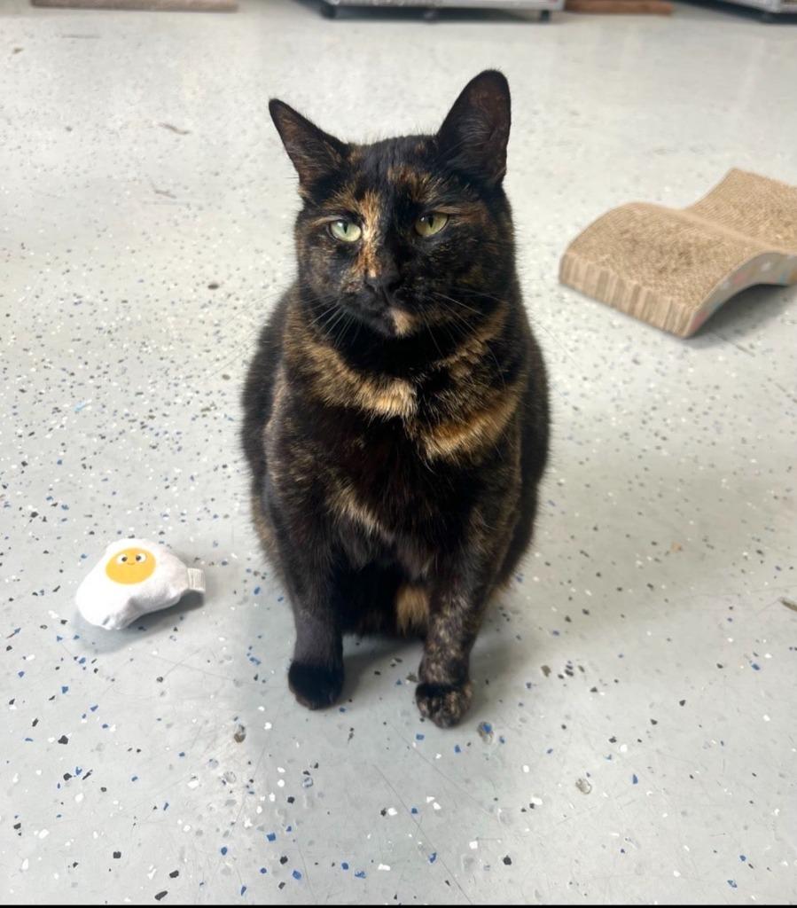 Brenda, Adoptable, Adult Female Domestic Short Hair.