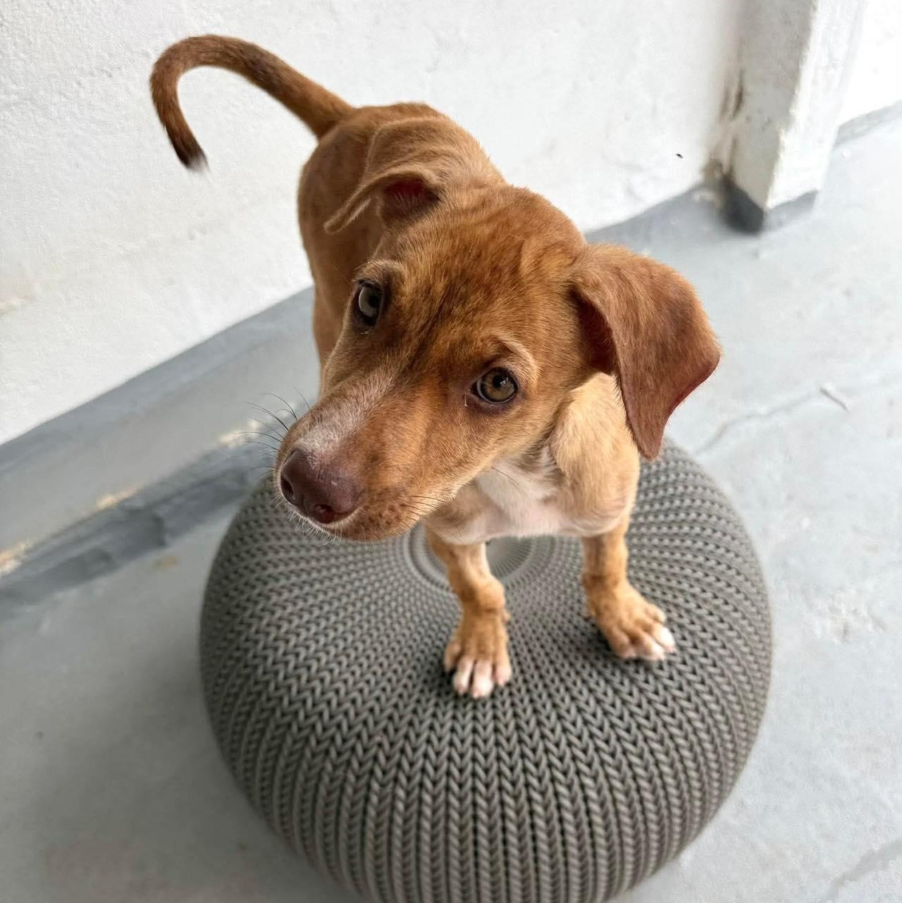 Uno, a Adoptable mixed breed in West Nyack, NY image 6/6