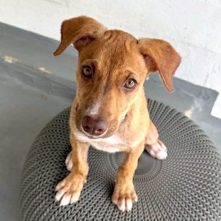 Uno, Adoptable, Puppy Female Terrier & Labrador Retriever.