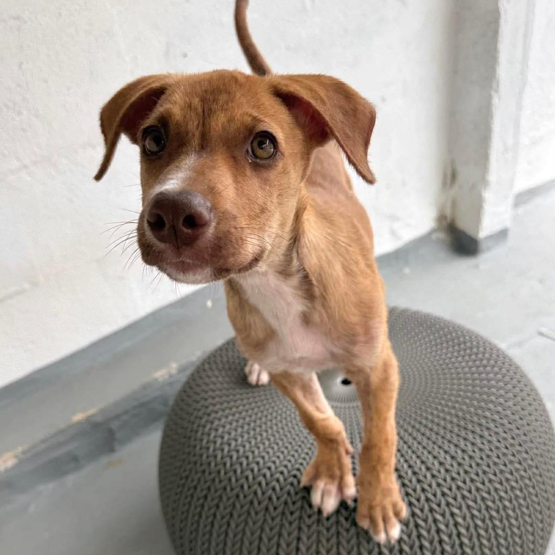 Uno, a Adoptable mixed breed in West Nyack, NY image 5/6