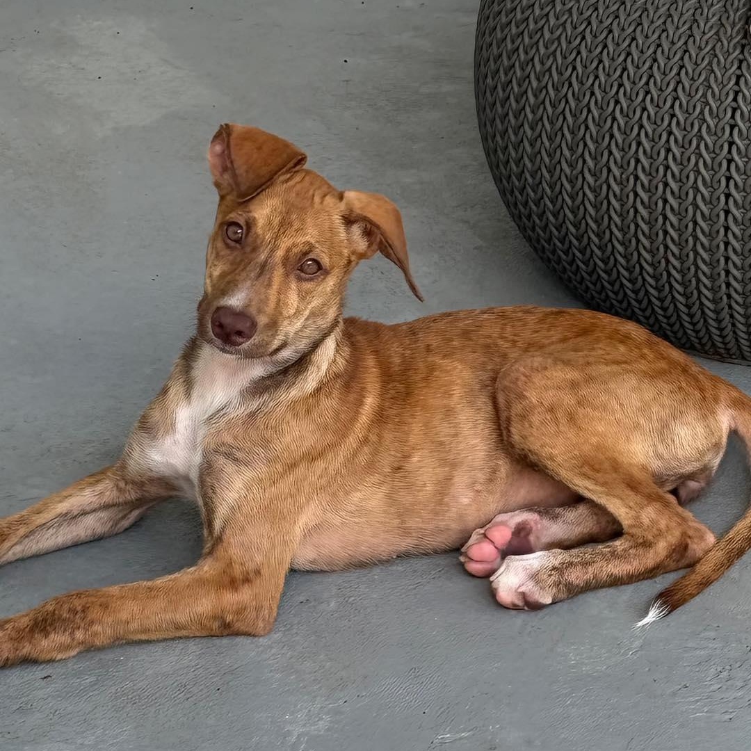 Uno, a Adoptable mixed breed in West Nyack, NY image 2/6