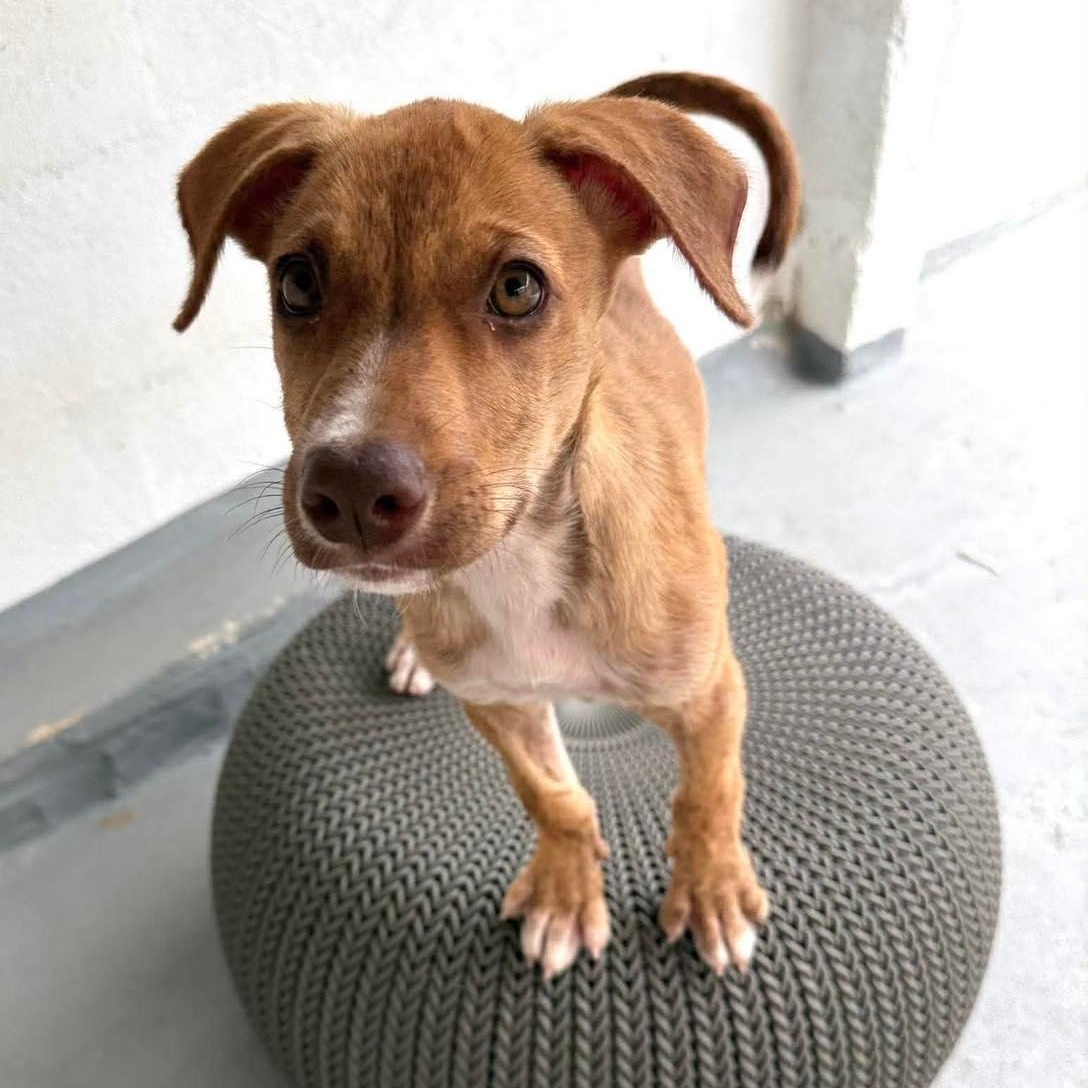 Uno, a Adoptable mixed breed in West Nyack, NY image 3/6