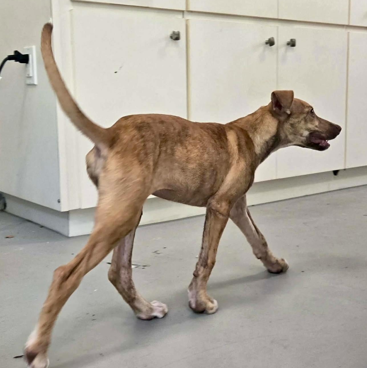 Uno, a Adoptable mixed breed in West Nyack, NY image 4/6
