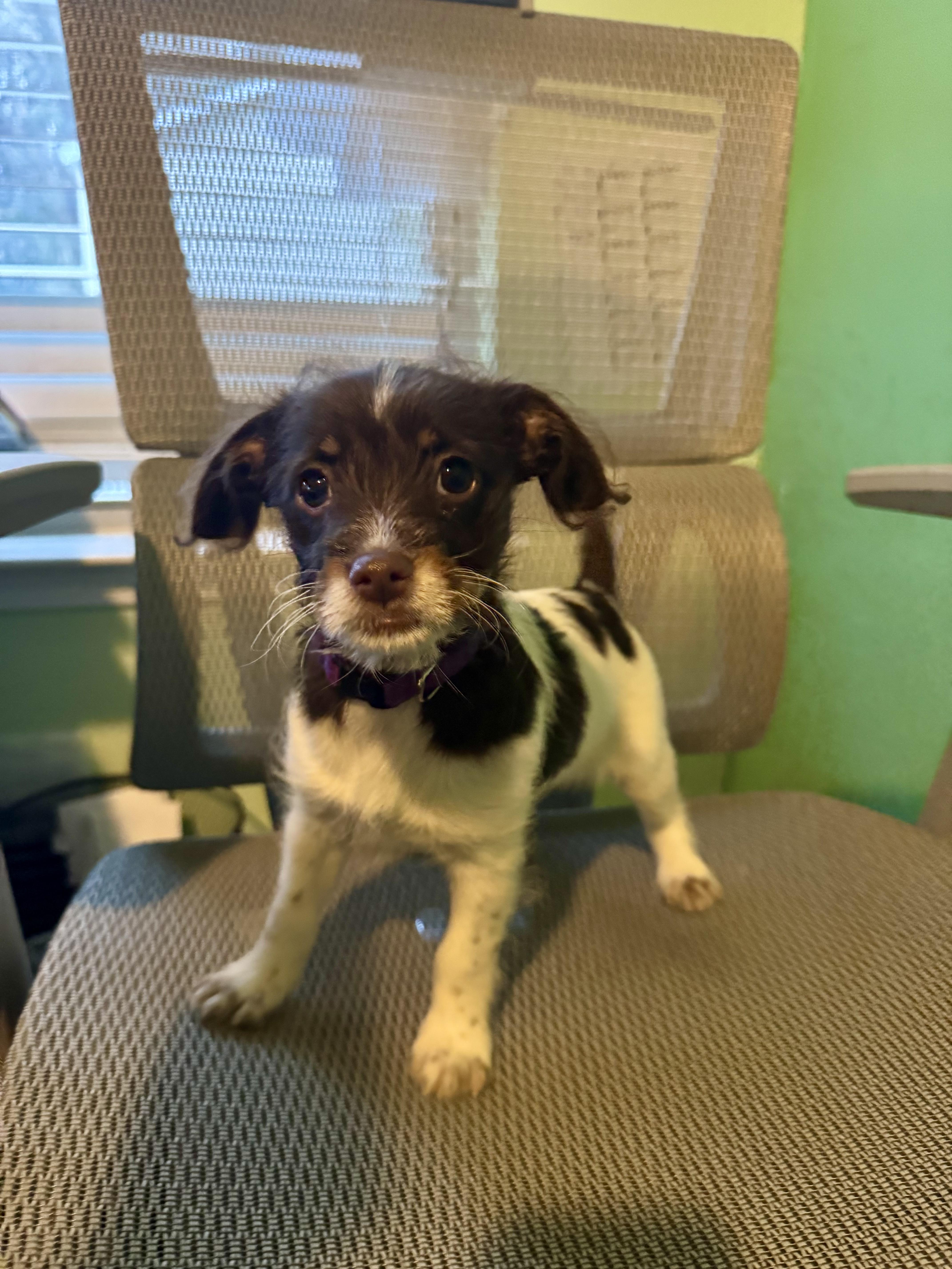 Enlarge Freckles, a ADOPTABLE mixed breed in Concord, NC image 2/5