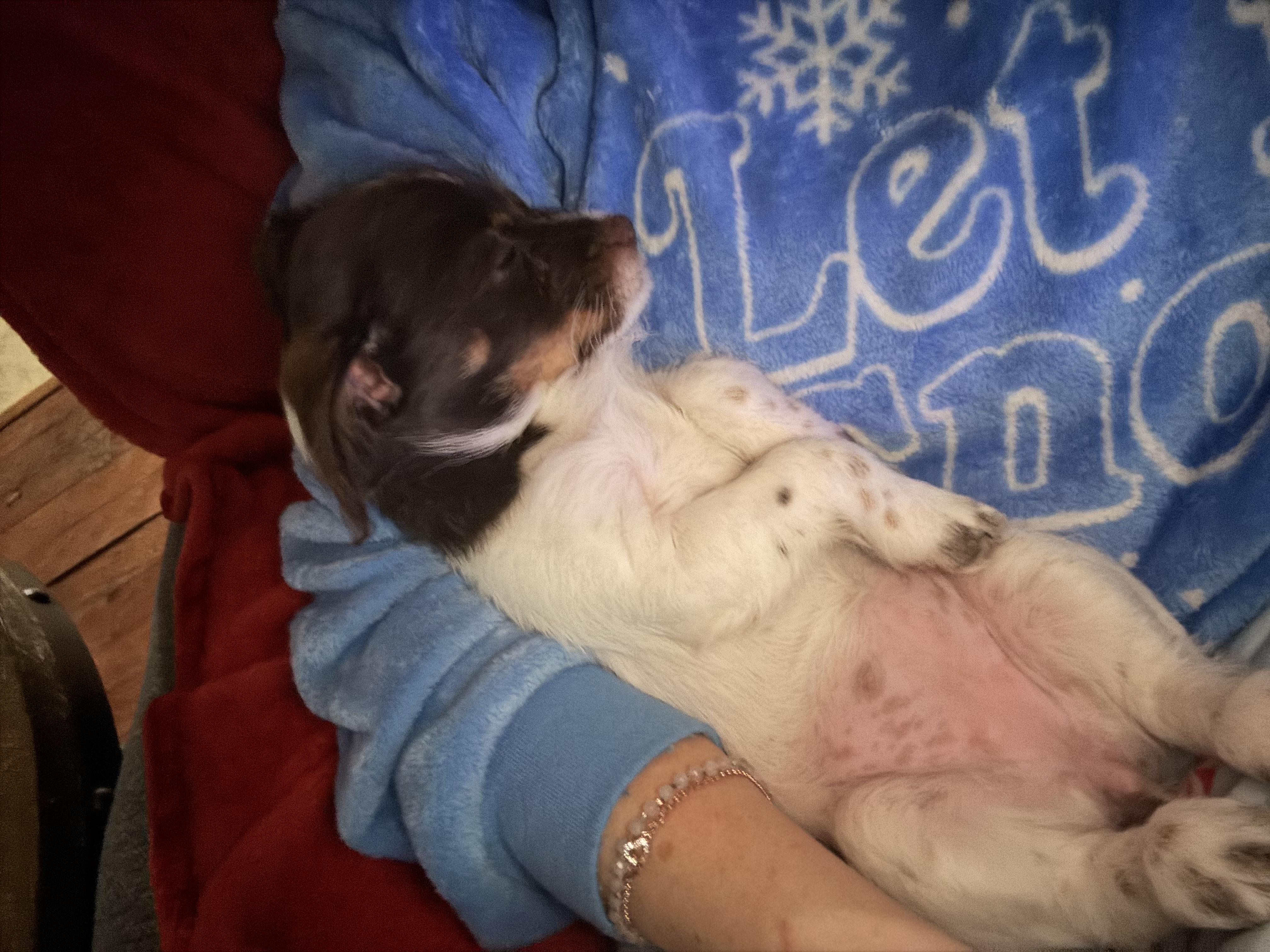 Enlarge Freckles, a ADOPTABLE mixed breed in Concord, NC image 4/5