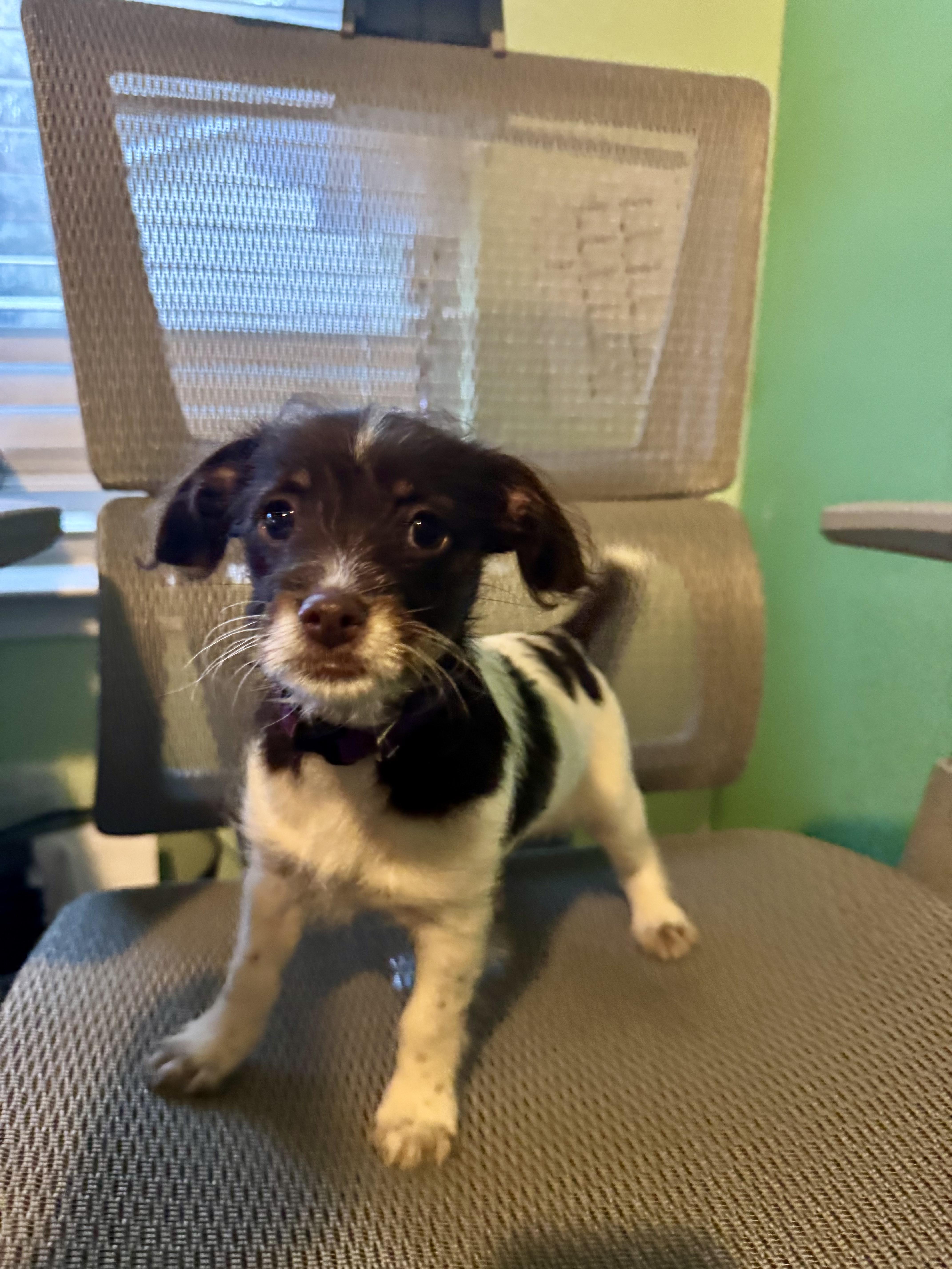 Enlarge Freckles, a ADOPTABLE mixed breed in Concord, NC image 5/5