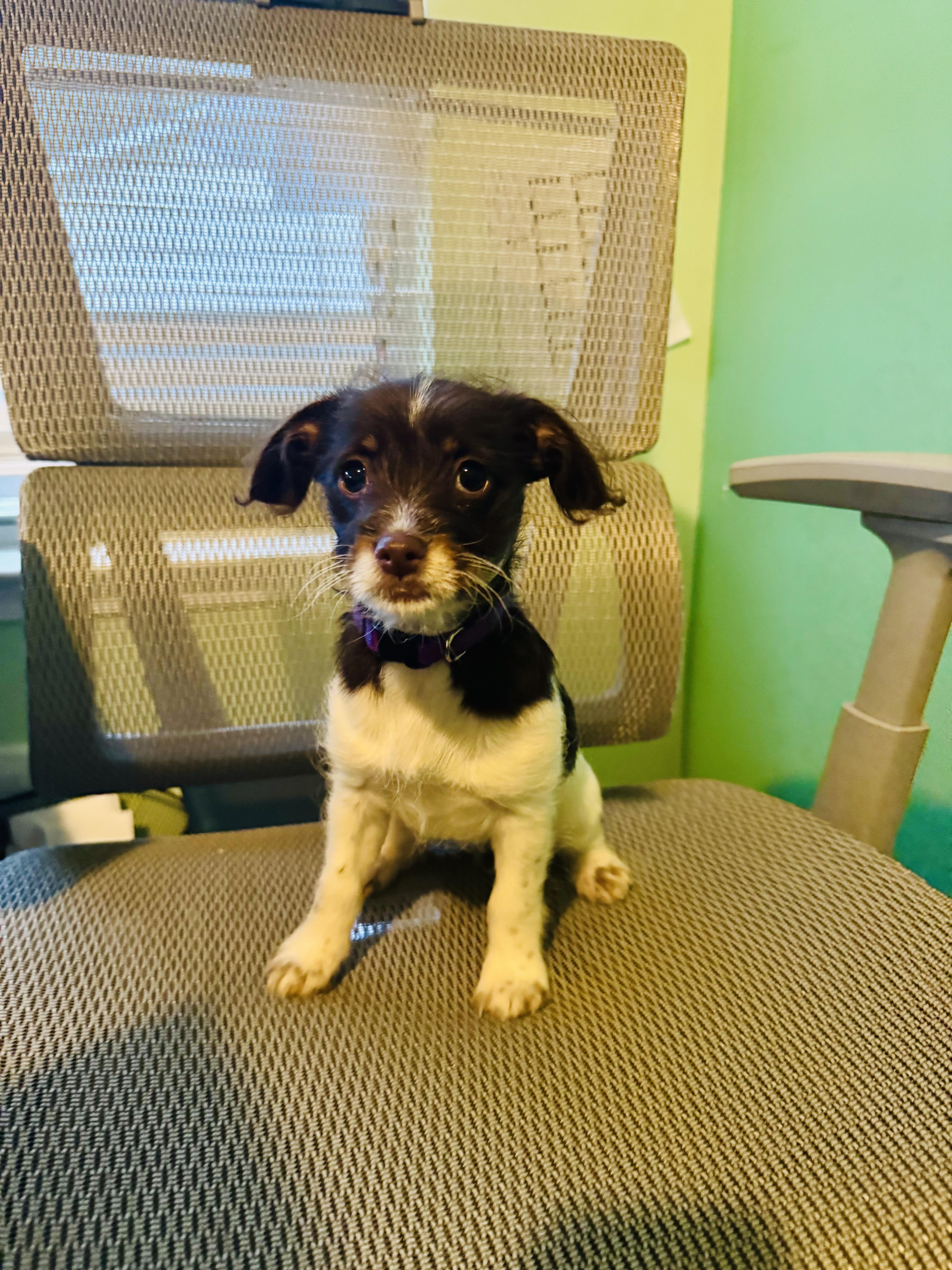 Enlarge Freckles, a ADOPTABLE mixed breed in Concord, NC image 1/5