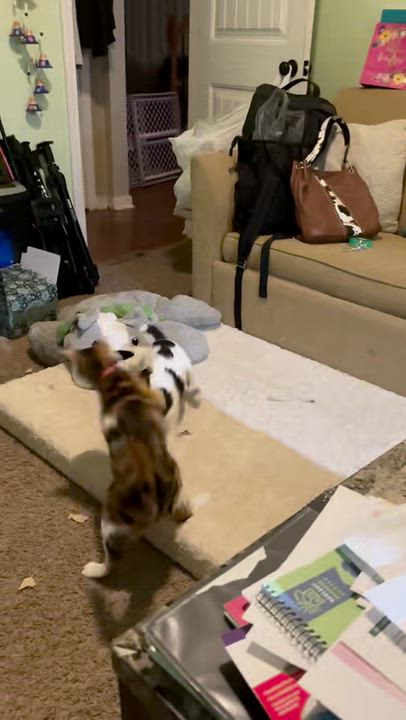 Enlarge Freckles, a ADOPTABLE mixed breed in Concord, NC video 3/5