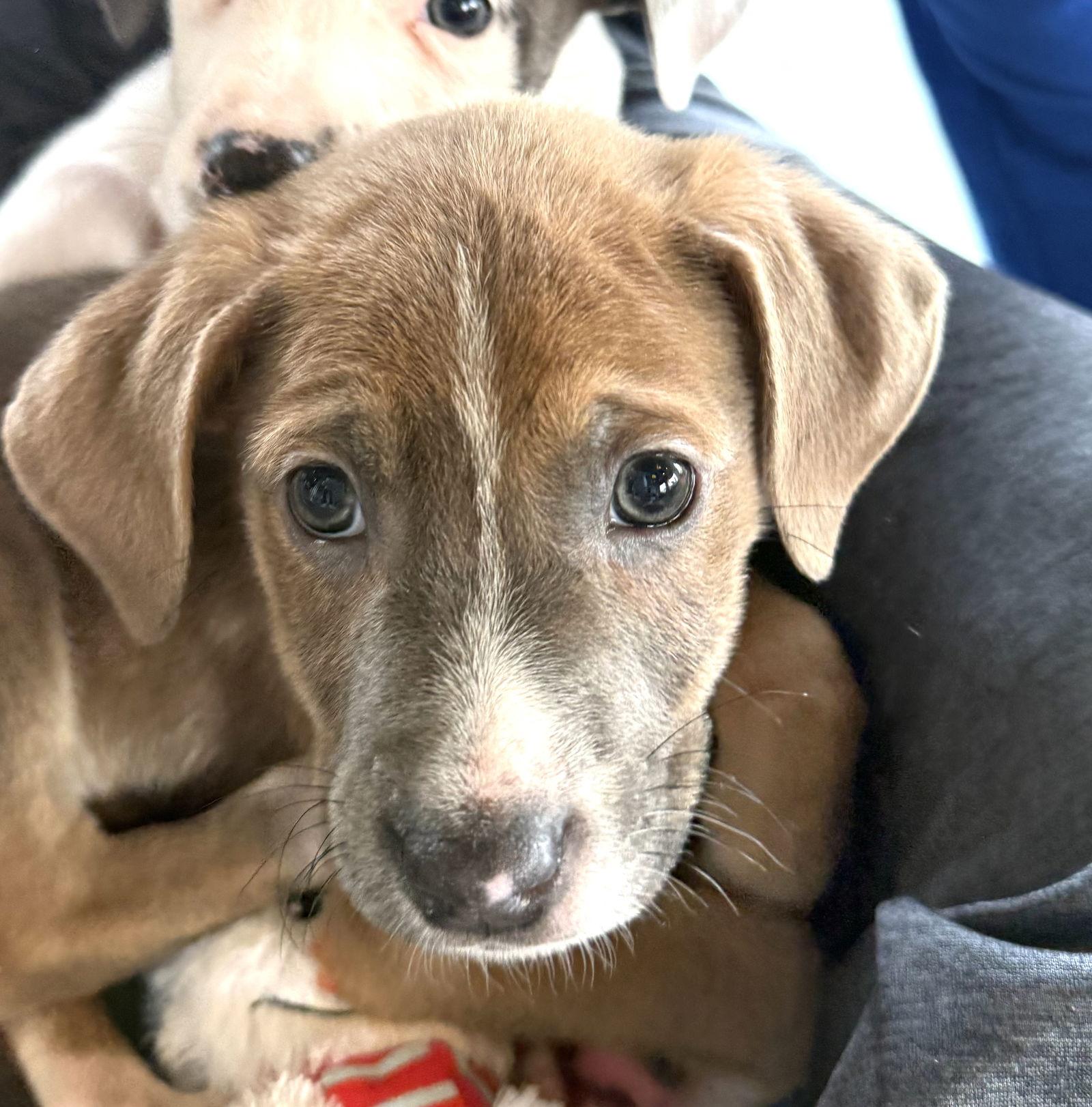Ziggy, a Adoptable mixed breed in GILBERTS, IL image 1/3